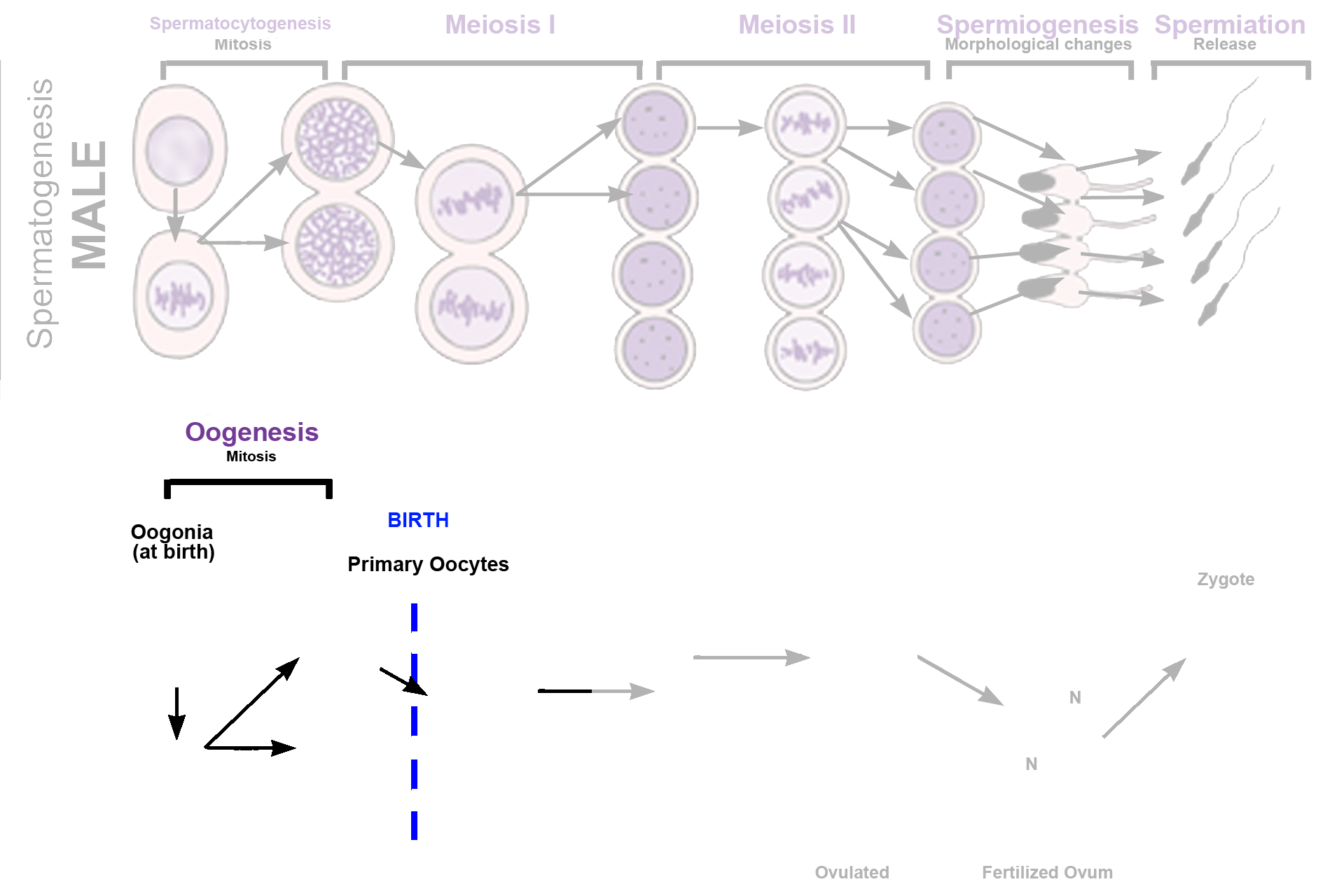  - Mitosis > <p>Diploid oogonia divide by mitosis during fetal development to produce primary oocytes. However, unlike spermatogonia, which are formed throughout life, oogonia do not duplicate themselves and a reservoir of oogonia is not formed. Consequently, only diploid primary oocytes are present in the ovary at birth, and no further generation of germ cells occurs. Primary oocytes begin meiosis I during fetal development, but arrest in prophase of that division before birth.</p>
