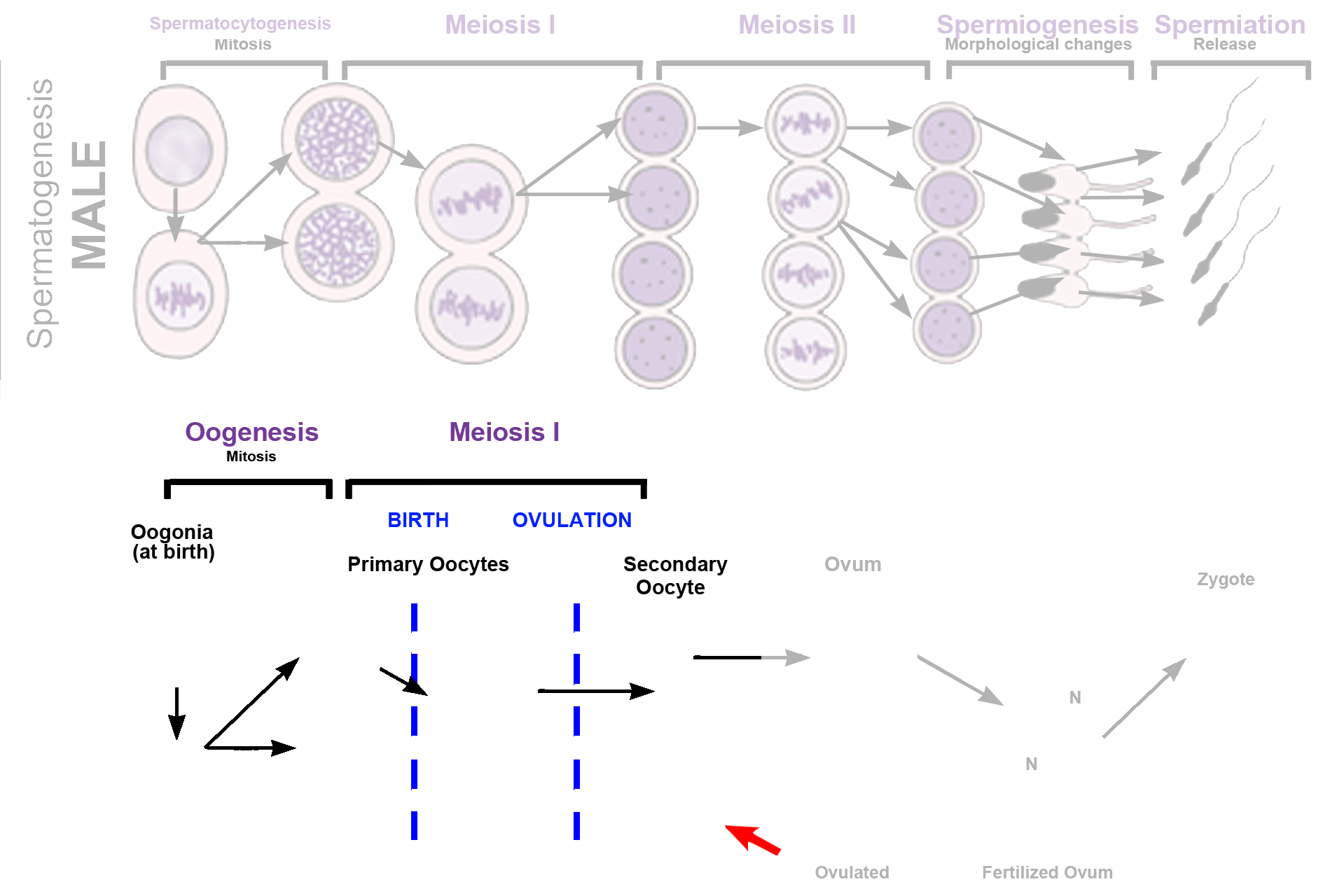  - Meiosis > <p>During a woman’s reproductive life, usually only one primary oocyte resumes the first meiotic division each month before ovulation,  forming a secondary oocyte and a nonfunctional polar body (red arrow). This oocyte arrests in meiosis II, and it and its polar body are ovulated and transported into the oviduct for fertilization. If fertilization does not occur, oogenesis is not completed and a mature ovum is never formed.</p>
