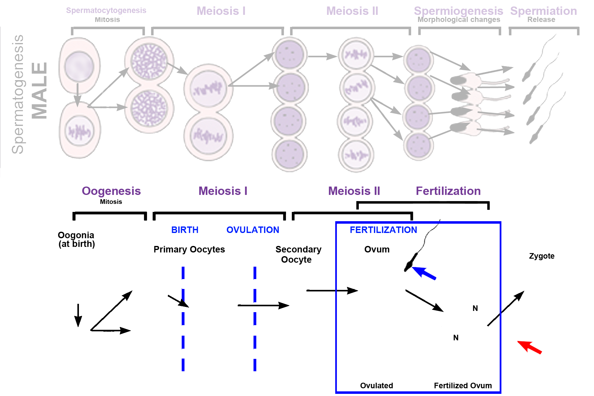 Fertilization > <p>If fertilization occurs (blue arrow), the secondary oocyte completes meiosis II, forming an ovum and a second polar body (red arrow). The resulting ovum is present only transiently, as male and female haploid nuclei (N, pronuclei) form and fuse to create a diploid zygote. The first polar body may also divide during meiosis II, as shown here.</p>
