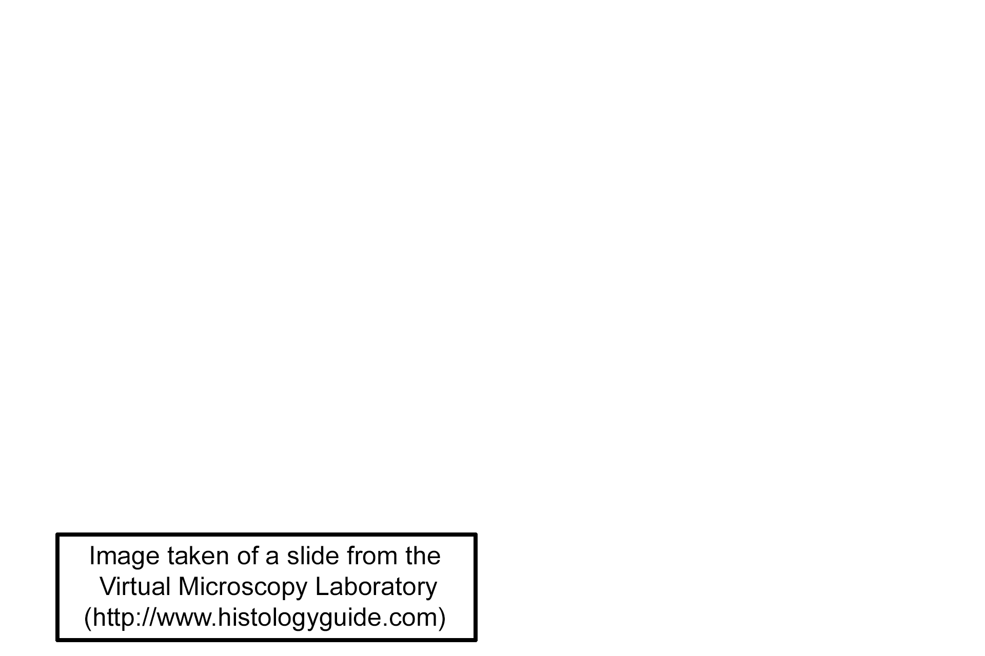 Image credit > <p>Image taken of a slide from the Virtual Microscopy Laboratory (http://www.histologyguide.com)</p>
