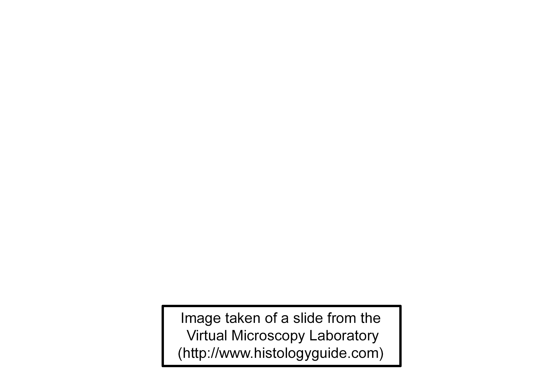 Image source <p>Image taken of a slide from the Virtual Microscopy Laboratory (http://www.histologyguide.com)</p>
