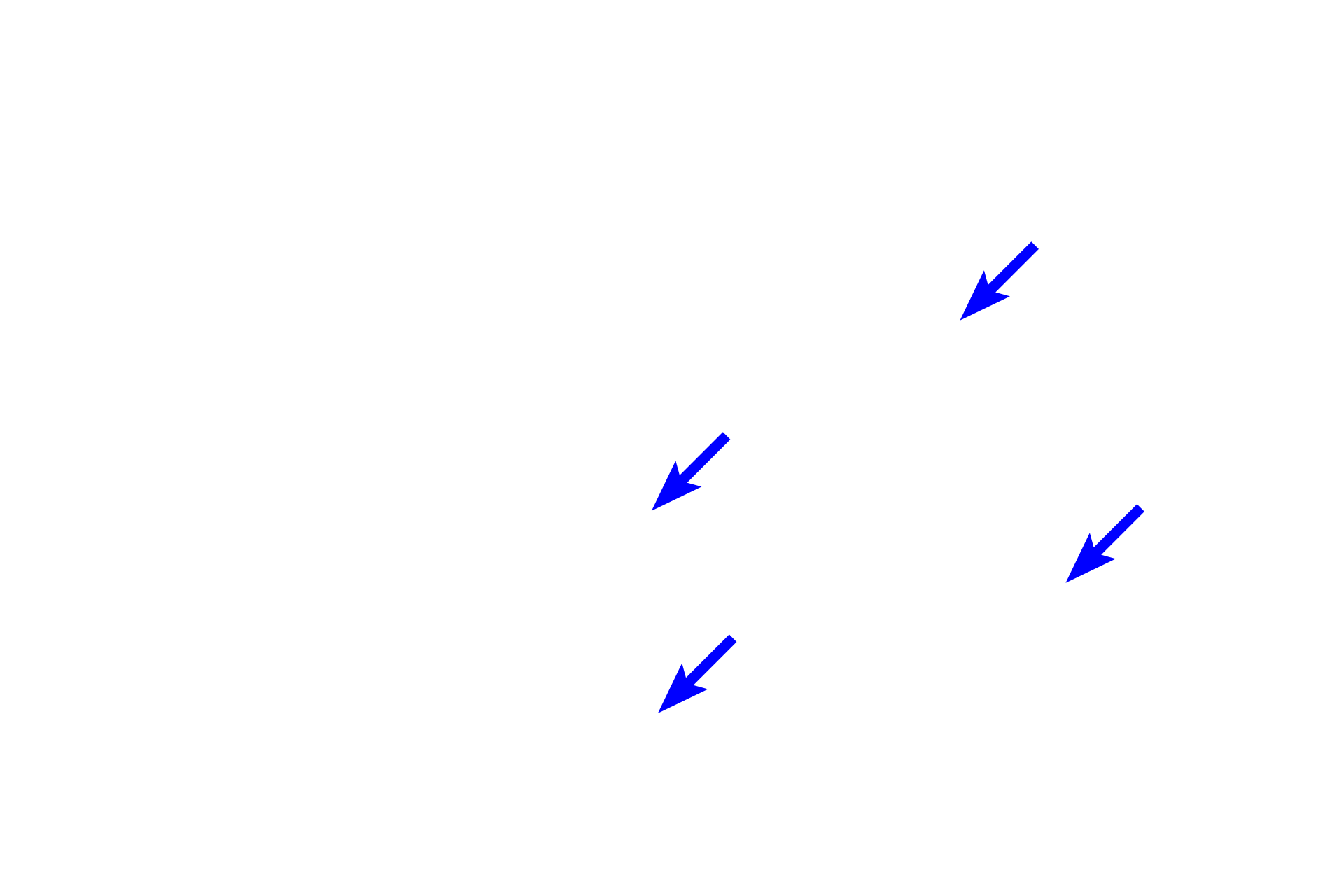  - Osteocytes <p>Osteocytes are located within the bone and serve to maintain the matrix.</p>
