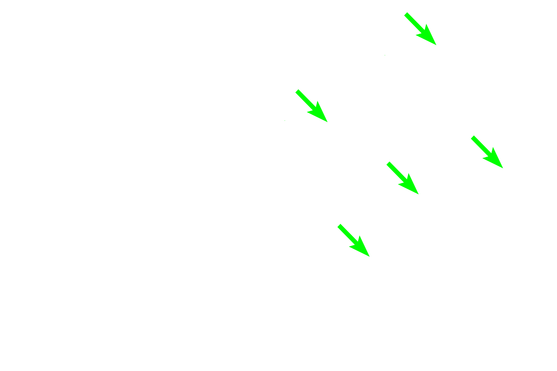  - Lumens <p>Tubules, as the name indicates, are linear secretory units lined by cuboidal to columnar cells.  A number of tubules in longitudinal and cross section are visible in the image.  Most tubules secrete mucus and the apical region appears frothy or clear because the mucus is easily extracted during tissue processing.  The nuclei are basally located and compressed by the mass of mucus above them.  Tubules have a wide lumen to accommodate the thick, mucus secretion.</p>
