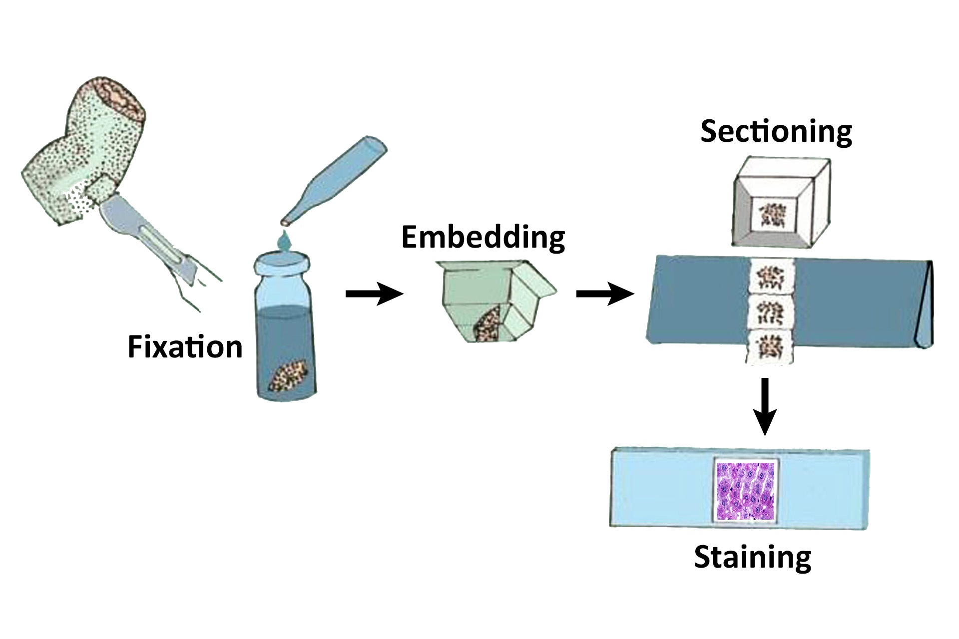 Fotomicrografia de Tissue preparation - Overview — Histologia Básica › Preparação do Tecido › Tissue preparation 1.