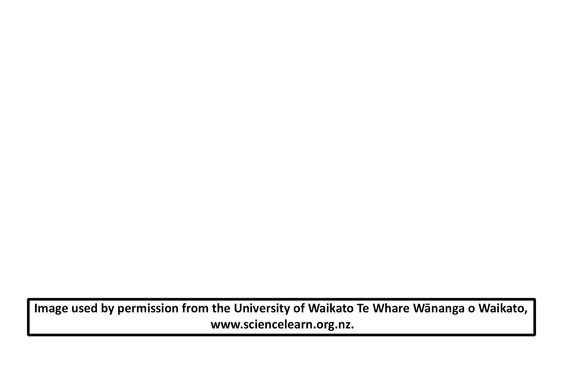 Image source > <p>Image used by permission from the University of Waikato Te Whare Wānanga o Waikato, www.sciencelearn.org.nz.</p>
