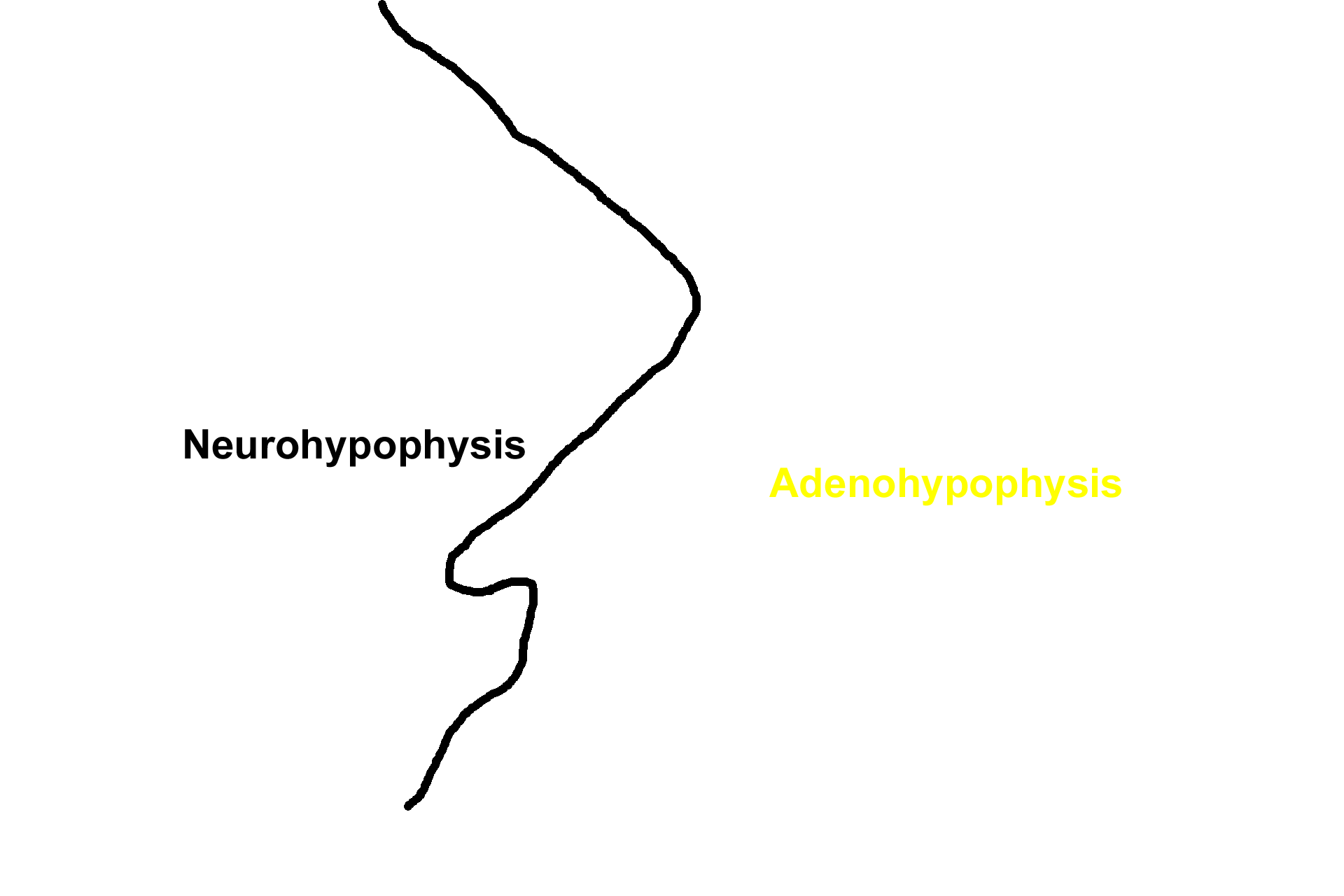 Subdivisions > <p>The terms neurohypophysis and adenohypophysis reflect the embryonic origin of these two subdivisions.  Similar terms, posterior and anterior pituitary, are also commonly used for these subdivisions, reflecting their anatomical position.</p>
