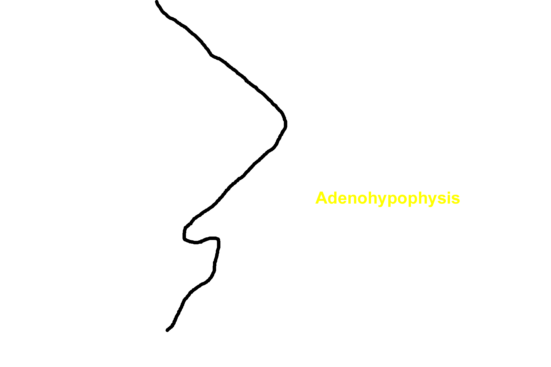Adenohypophysis > <p>The adenohypophysis is derived from the epithelium that lines the roof of the developing oral cavity and consists of the pars distalis, pars tuberalis and pars intermedia.</p>
