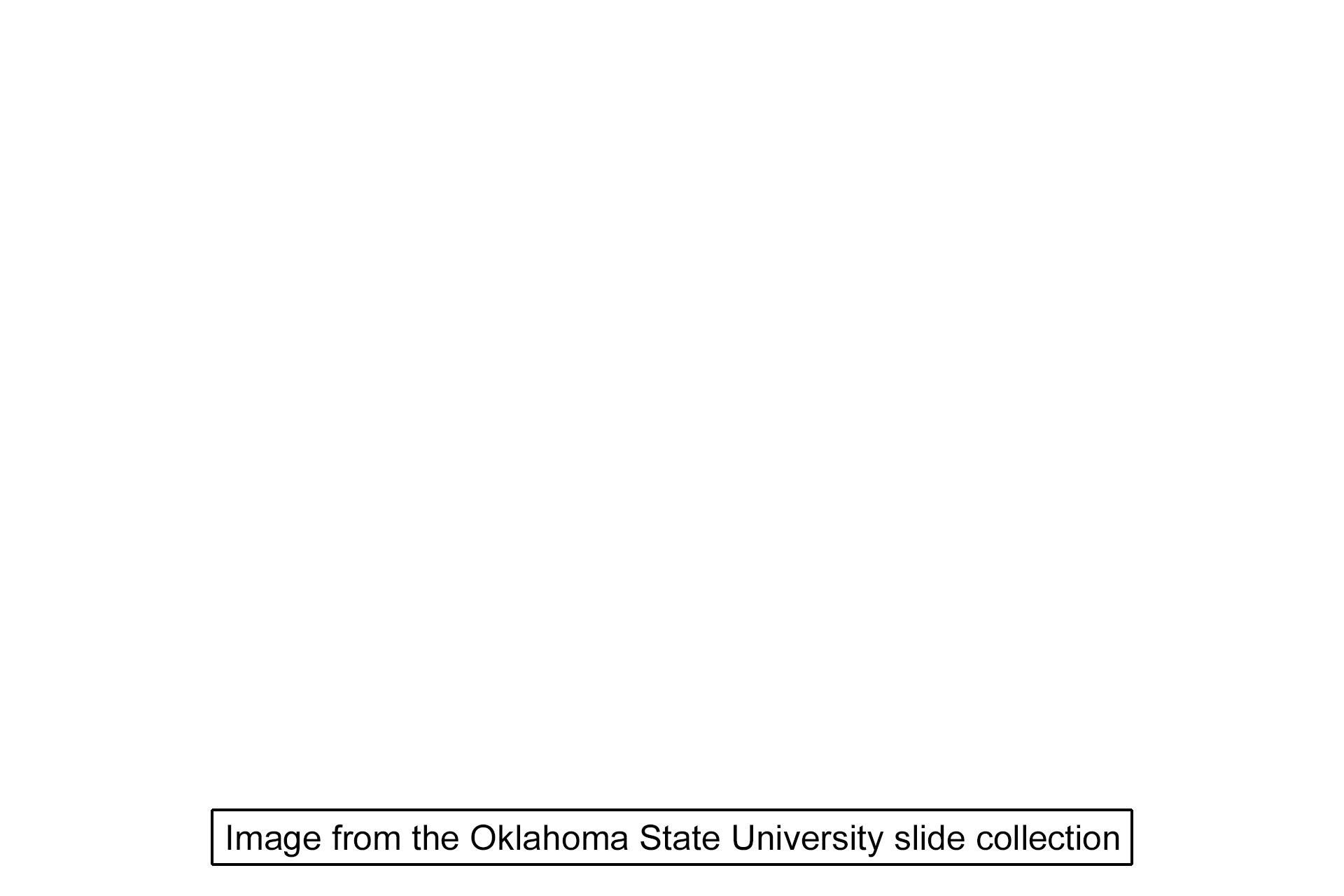 Image source > <p>Image taken of a slide in the Oklahoma State University collection.</p>
