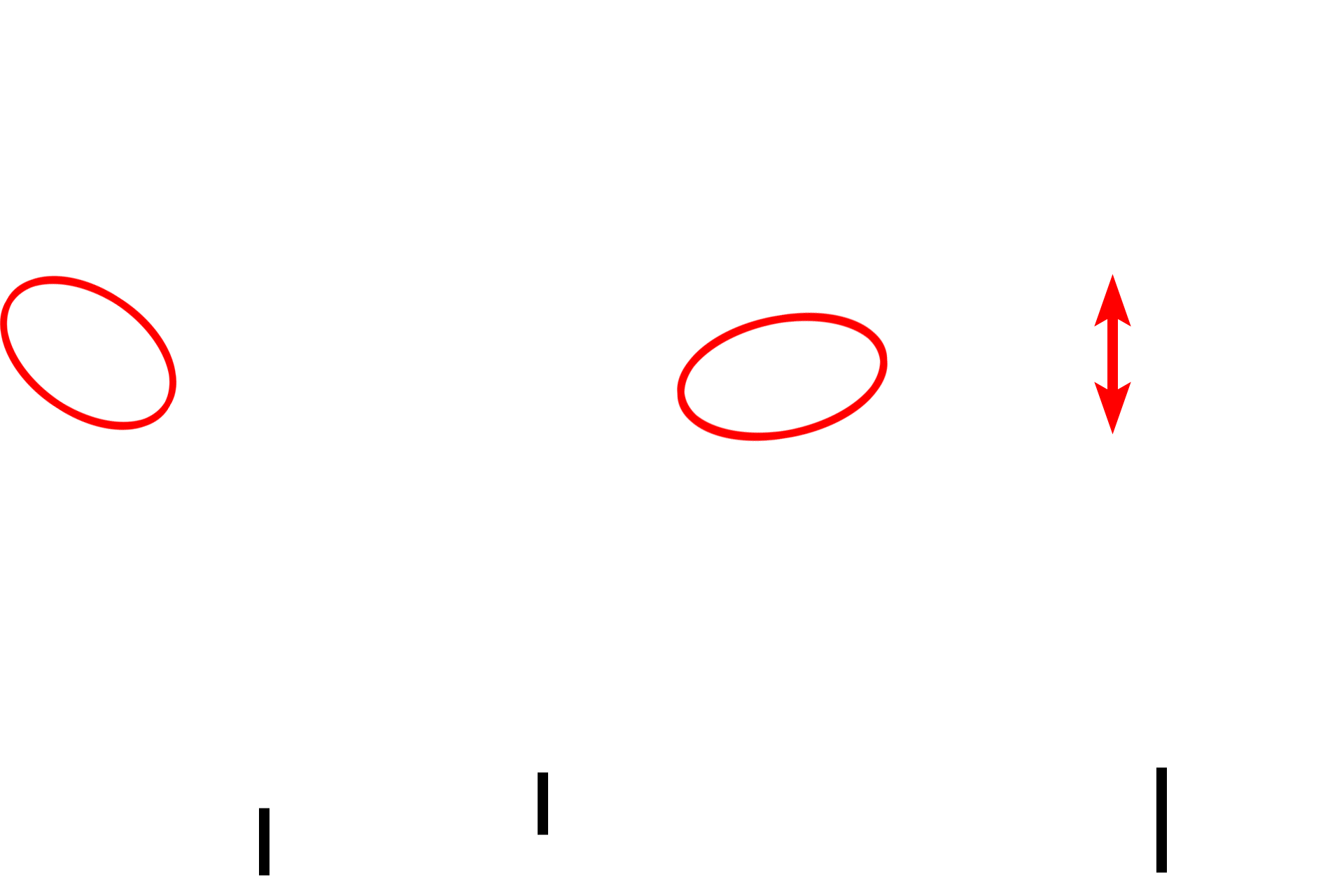  - Taeniae coli > <p>The majority of the outer longitudinal portion of muscularis externa is segregated into three separate bands called taeniae coli, seen cut in cross section in the upper image.  In the bottom image, the muscularis externa has been cut longitudinally through a taenia coli, demonstrating its thickness.</p>
