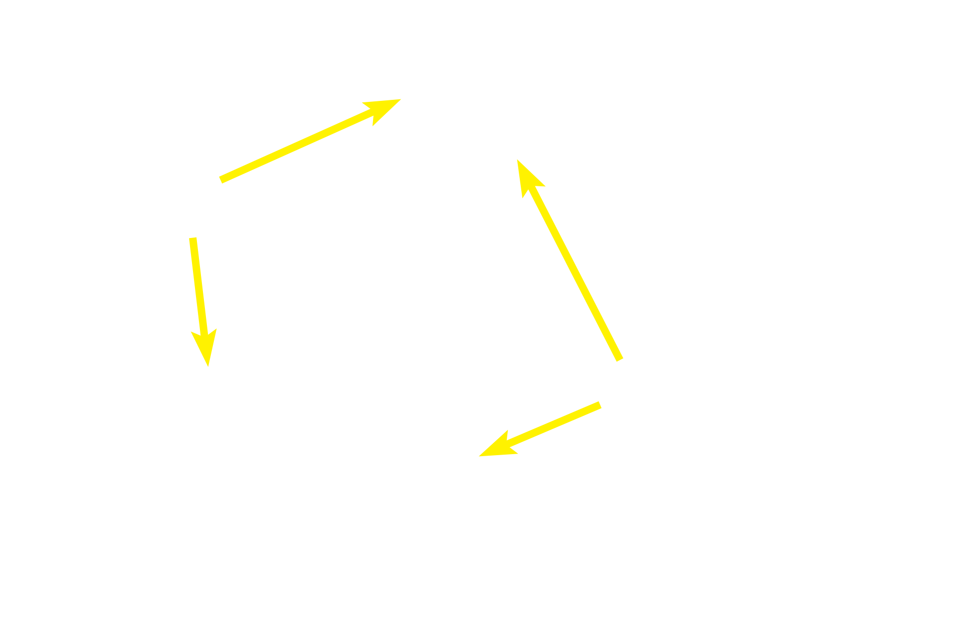 Direction of bile flow <p>The classic liver lobule is more clearly demarcated by connective tissue in a pig than in the human.  Blood enters the liver in the hepatic portal vein or hepatic artery; branches of both vessels are located in a portal canal.  From these branches, blood enters hepatic sinusoids between plates of hepatocytes and is carried into the central vein.  Bile is produced by the hepatocytes and flows in bile canaliculi toward the periphery of the lobule where it enters branches of the bile duct.  100x</p>

