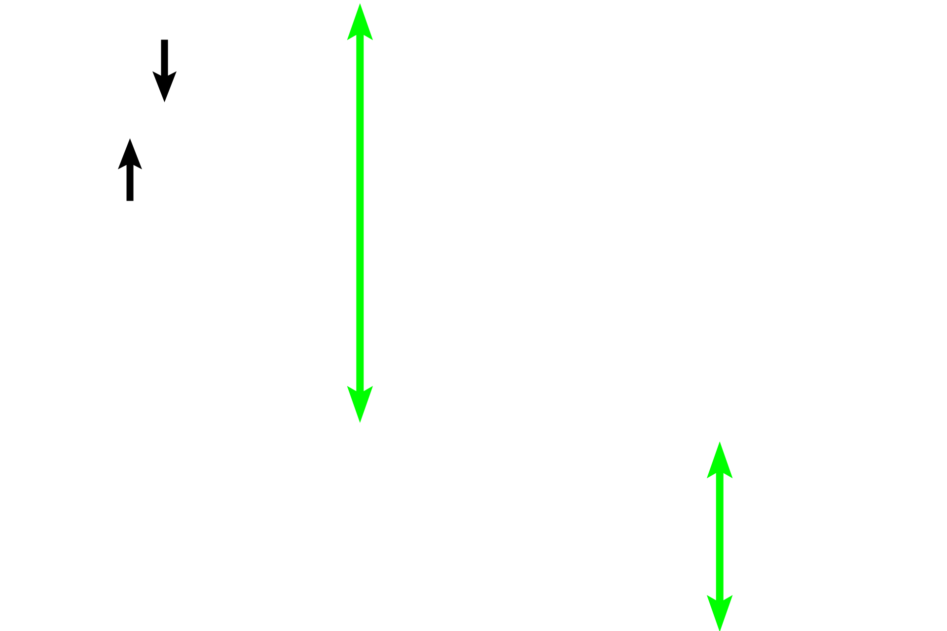 Seminiferous tubules - Convoluted portions  <p>Sperm pass from the seminiferous tubules into the rete testis, an interconnected system of channels located in the mediastinum.  The rete, in turn, connect with about 20 efferent ductules, transporting sperm out of the testis and terminating at the duct of the epididymis in the head of the epididymis.  40x</p>
