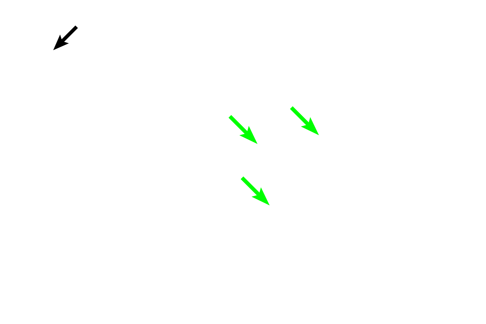 Rete testis <p>Sperm pass from the seminiferous tubules into the rete testis, an interconnected system of channels located in the mediastinum.  The rete, in turn, connect with about 20 efferent ductules, transporting sperm out of the testis and terminating at the duct of the epididymis in the head of the epididymis.  40x</p>
