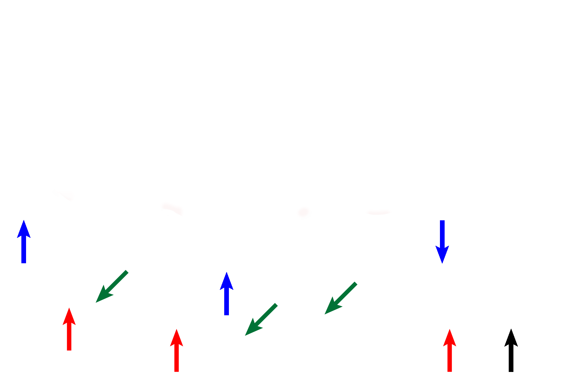 Spermatocytogenesis > <p>Spermatogonia (red arrows) divide by mitosis (black arrow on right) to perpetuate themselves or form primary spermatocytes (blue arrows), a process called spermatocytogenesis. Primary spermatocytes are located first in the basal compartment, indicated by the blue fill area on the left (green arrows) and below the dotted line on the right, but migrate through the blood-testis barrier into the adluminal compartment.</p>
