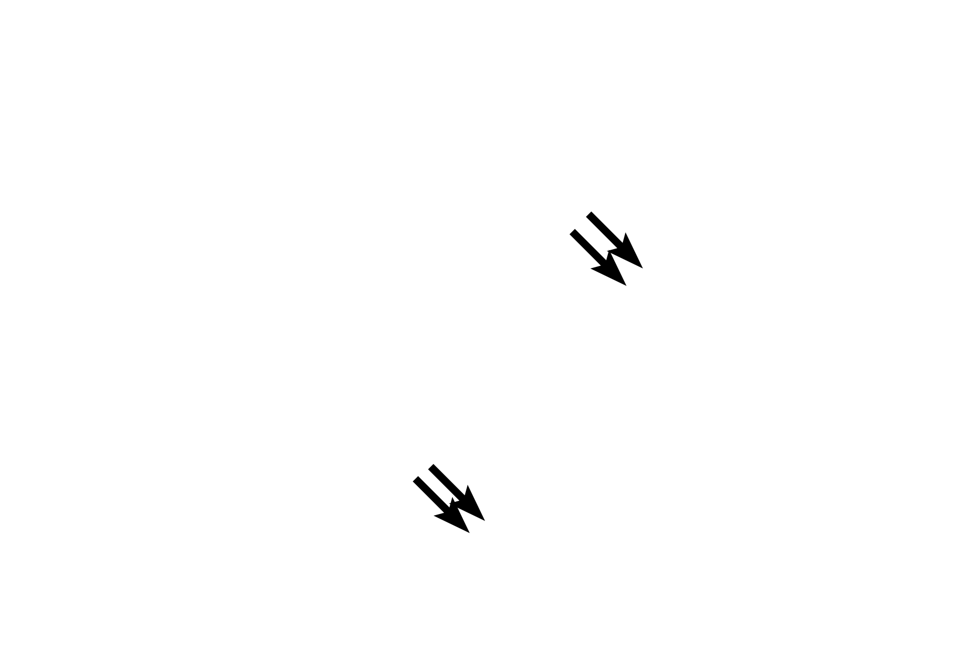 Striations <p>Diagnostic features of cardiac muscle fibers are branching fibers, intercalated discs and centrally-located nuclei.  Intercalated discs, appearing as thick lines, are specialized junctions between fibers; each is composed of interdigitating plasma membranes (sarcolemmae), myofilaments and cell junctions.  400x</p>
