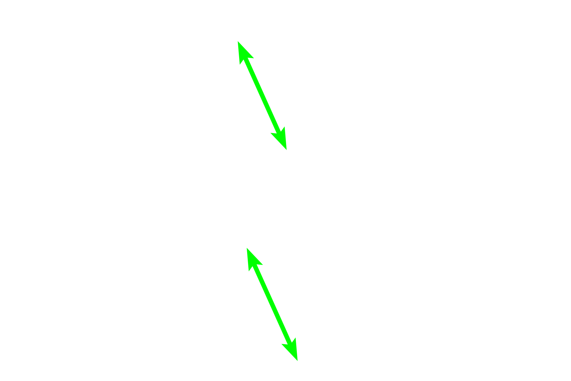 Epithelium <p>The epithelium of the duct of the epididymis consists of a pseudostratified columnar epithelium composed primarily of principal cells with tall stereocilia. Principle cells absorb luminal fluid thereby concentrating the sperm.  This epithelium decreases in height as the duct progresses from the head to the tail region.  600x</p>
