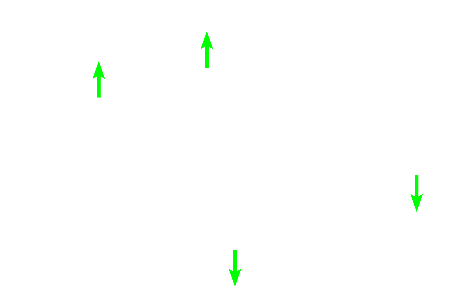  - Basal cells > <p>Basal cells are small, round basal cells that rest on the basement membrane and serve as stem cells for the epithelium.</p>
