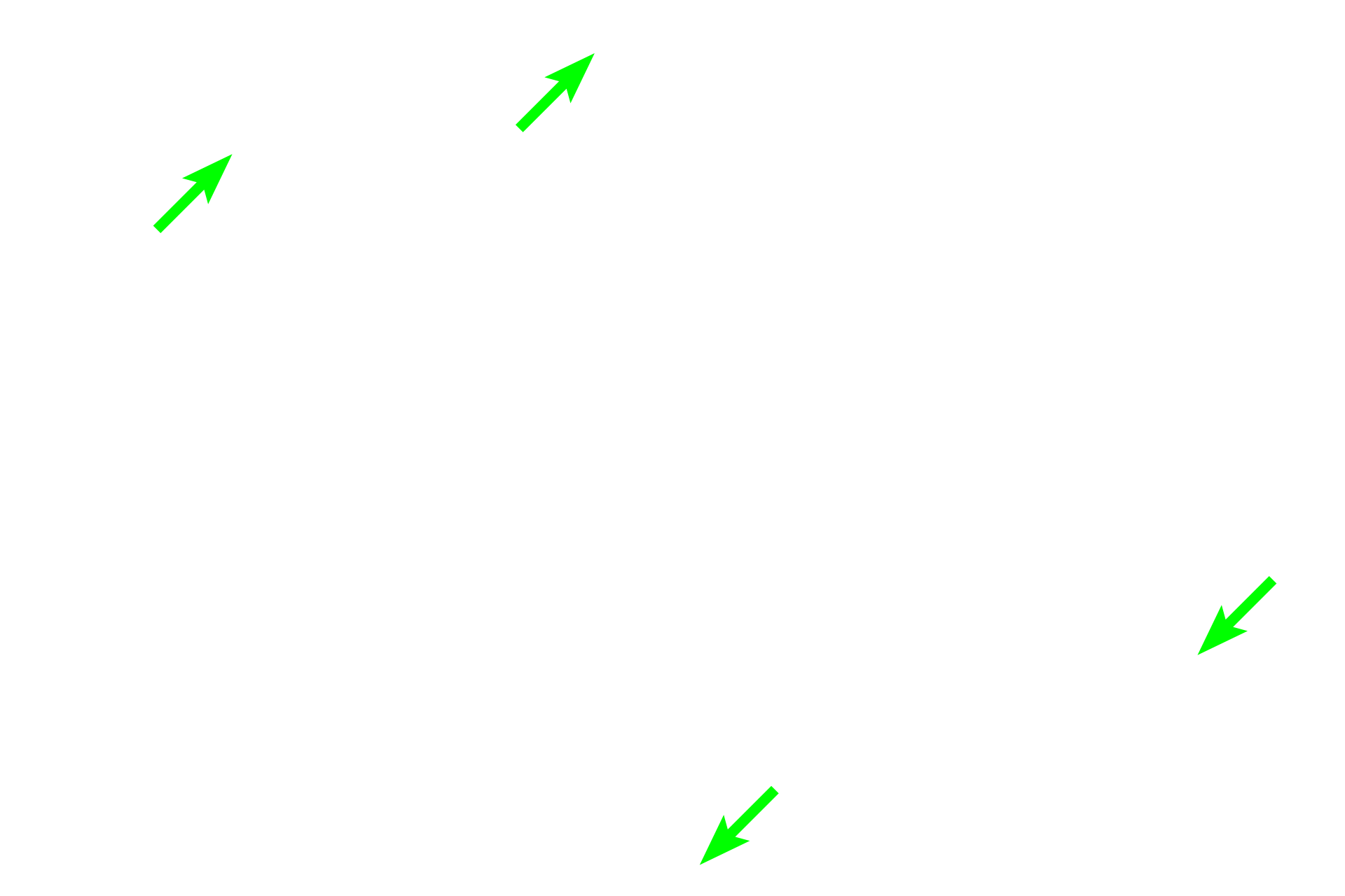 Smooth muscle > <p>Smooth muscle surrounding the epithelium gradually increases in thickness from the head to tail regions. In the head, smooth muscle is circularly arranged, but an outer longitudinal layer is added in the body region and a third layer is added in the tail, characteristic of the three muscle layers seen in the ductus deferens.  Peristaltic contractions of the smooth muscle propel the sperm.</p>
