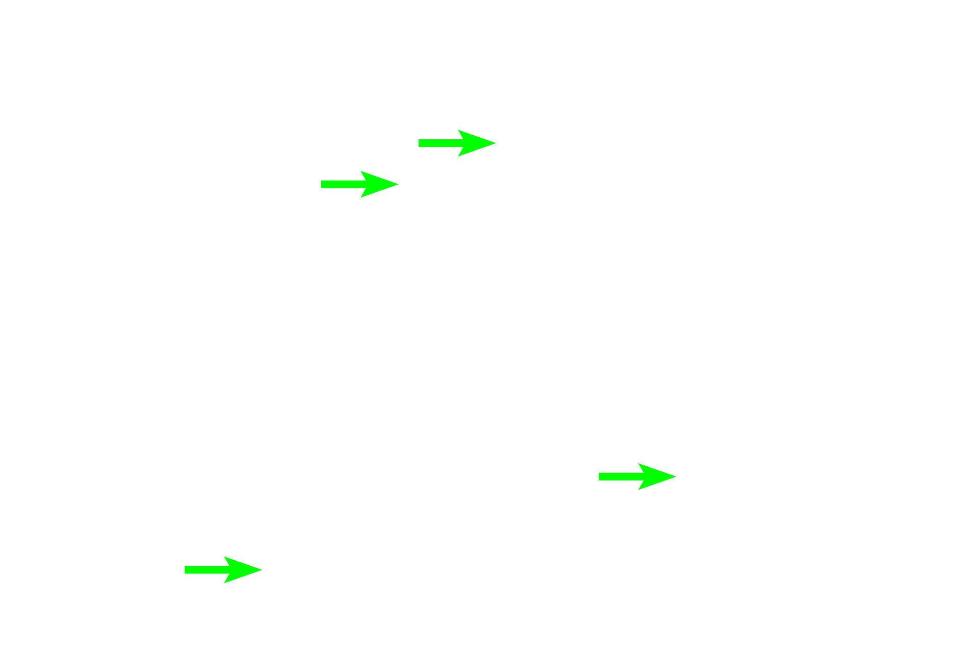  - Migrating cells > <p>Numerous of types of migratory immune cells are present in the epithelium lining the duct of the epididymis.</p>
