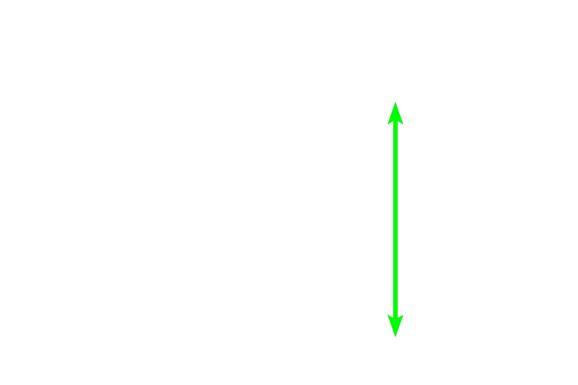 Pseudostratified epithelium <p>The duct of the epididymis is lined by pseudostratified columnar epithelium with stereocilia.  Junctional complexes, visible in the apical regions of these cells, provide a tight seal from the luminal contents.  As the duct progresses from the head to the tail region, the epithelium decreases in height and the layer of smooth increases in thickness, gaining additional layers from head to tail. 1000x </p>
