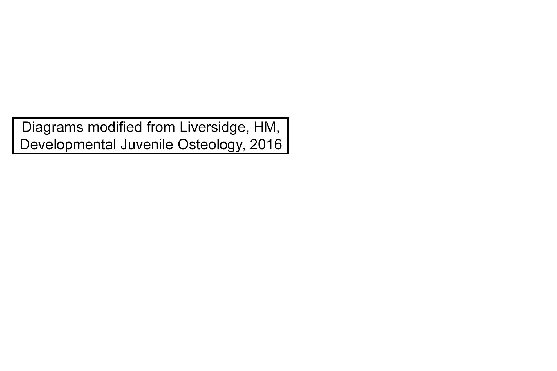 Image source >  <p>Diagrams modified from Liversidge, HM, Developmental Juvenile Osteology, 2016.</p>
