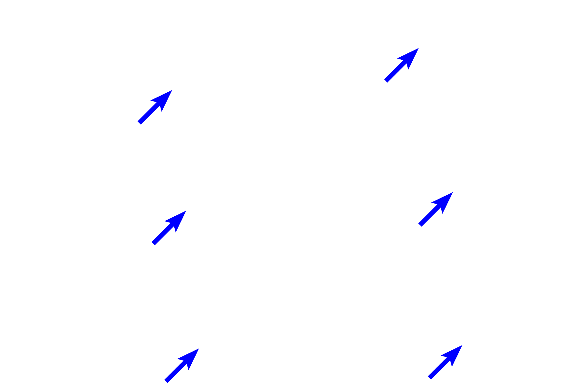  - Cementoblasts > <p>Cementoblasts line the outer aspect of acellular and cellular cementum and produce the organic matrix, cementoid.  During deposition of the cementum, these cells become incorporated into the cementoid, becoming cementocytes.  Cementoblasts differentiate from ectomesenchymal stem cells of the dental follicle. </p>
