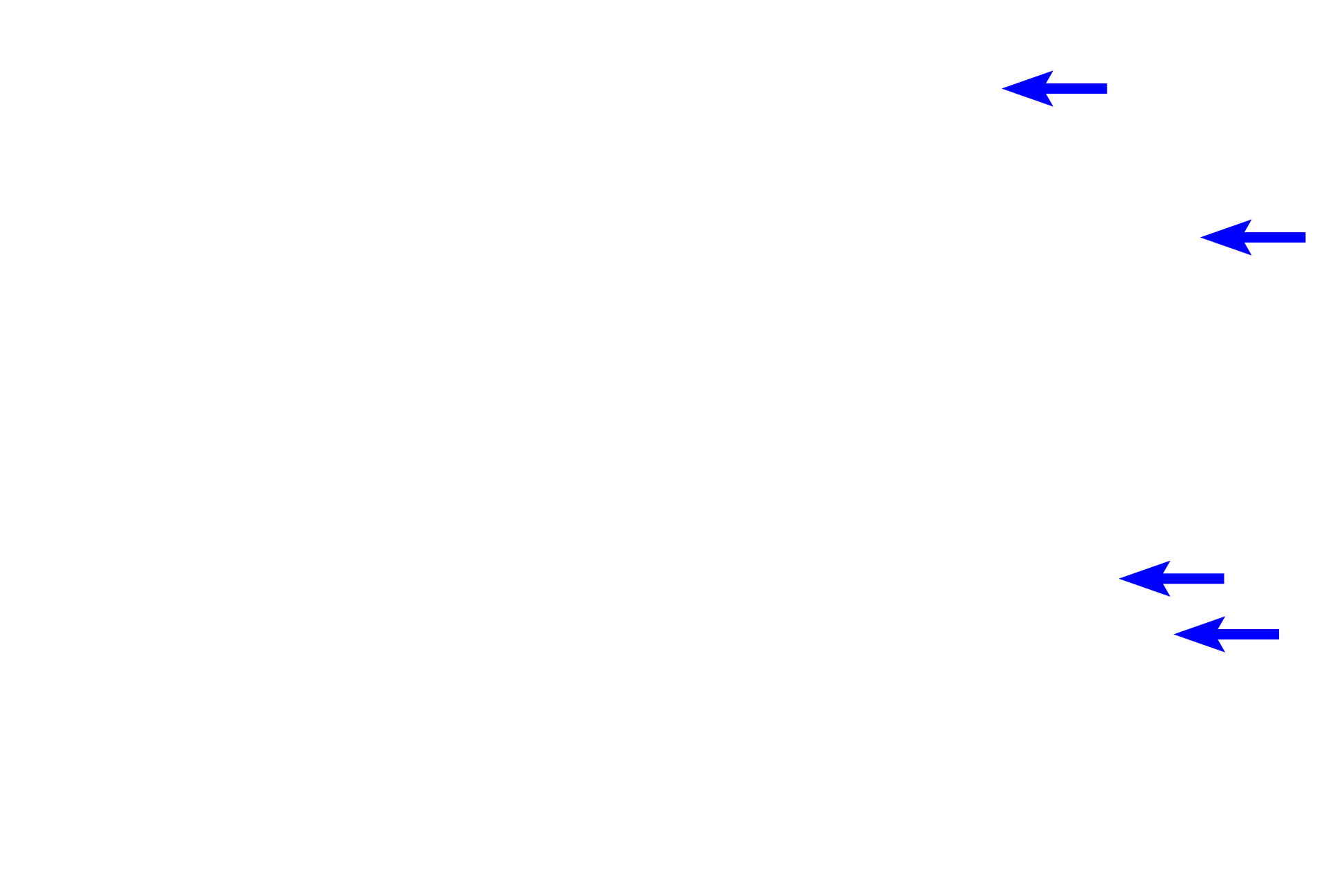  - Cementocytes >  <p>As cementoblasts secrete cementum, they become incorporated into the mineralized tissue of cellular cementum. These cells reside within lacunae and have small processes that are located in canaliculi, narrow tunnels with the cementum.</p>
