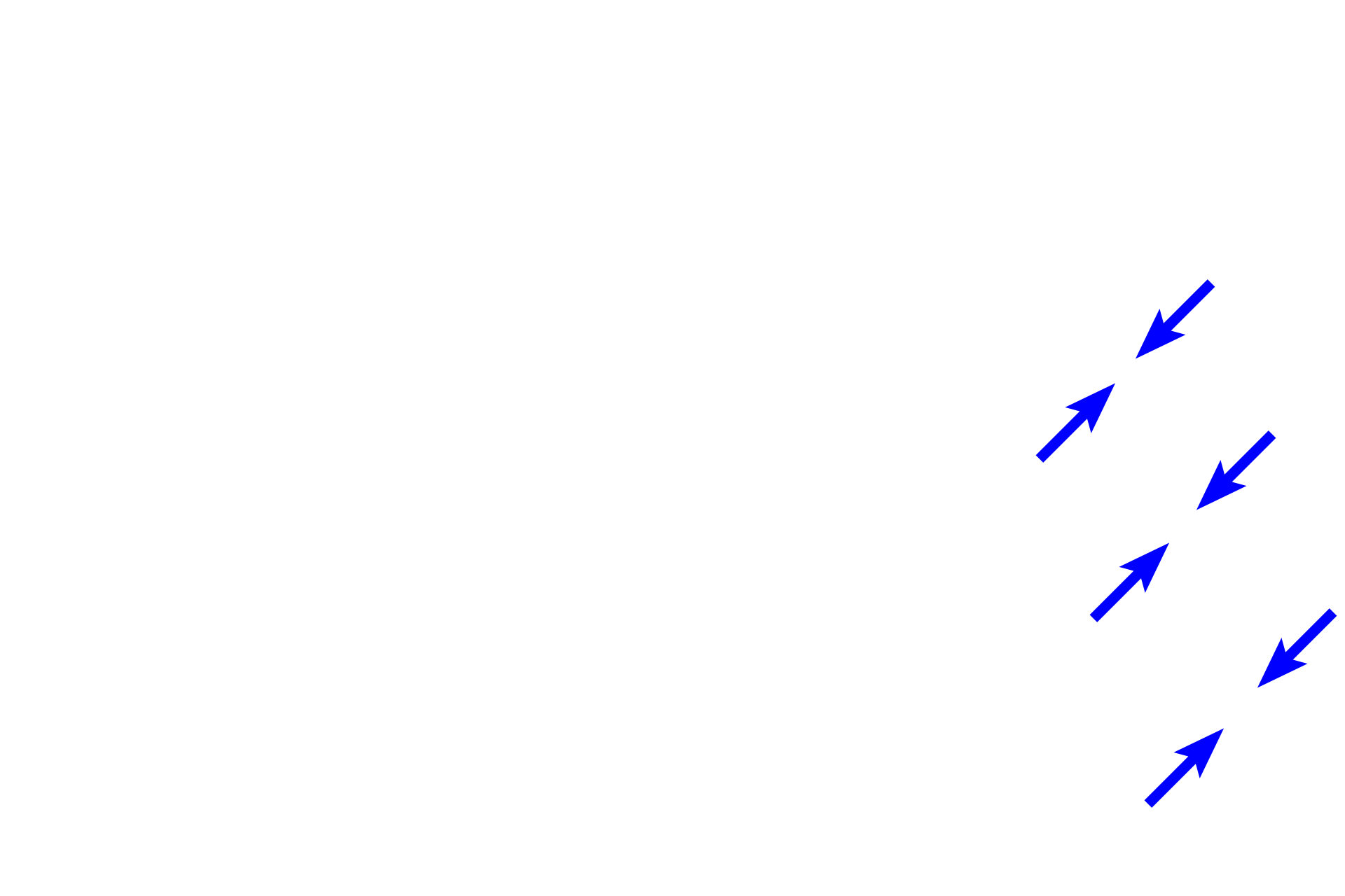 Cementum  <p>The gingival fibers of the periodontal ligament connect the alveolar bone and the cementum of the tooth to the gingiva and to each other at the cervix (neck) of the tooth.  100x</p>
