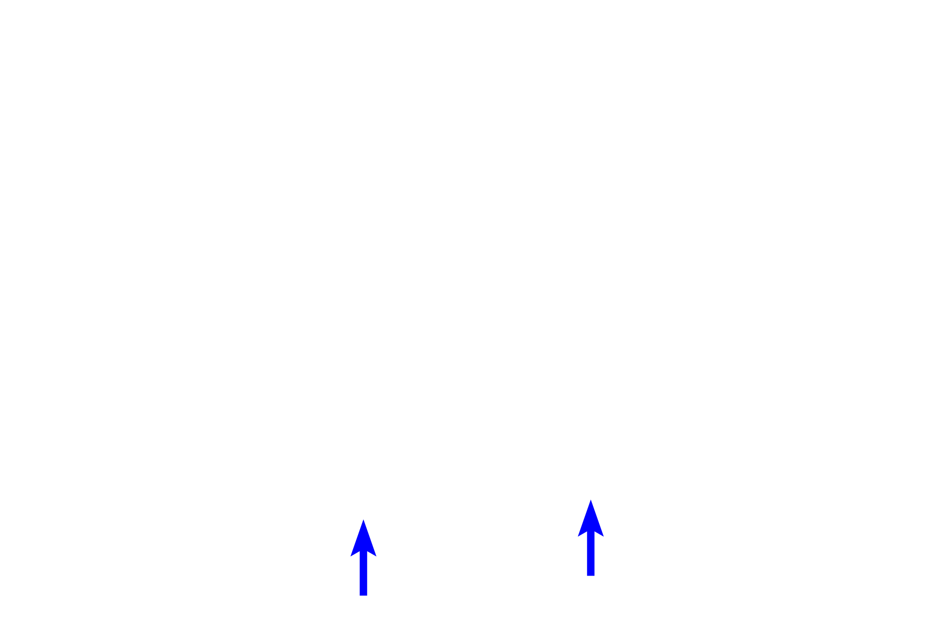  - Cervical loop > <p>The location where the inner enamel epithelium and outer enamel epithelium meet is the cervical loop.</p>
