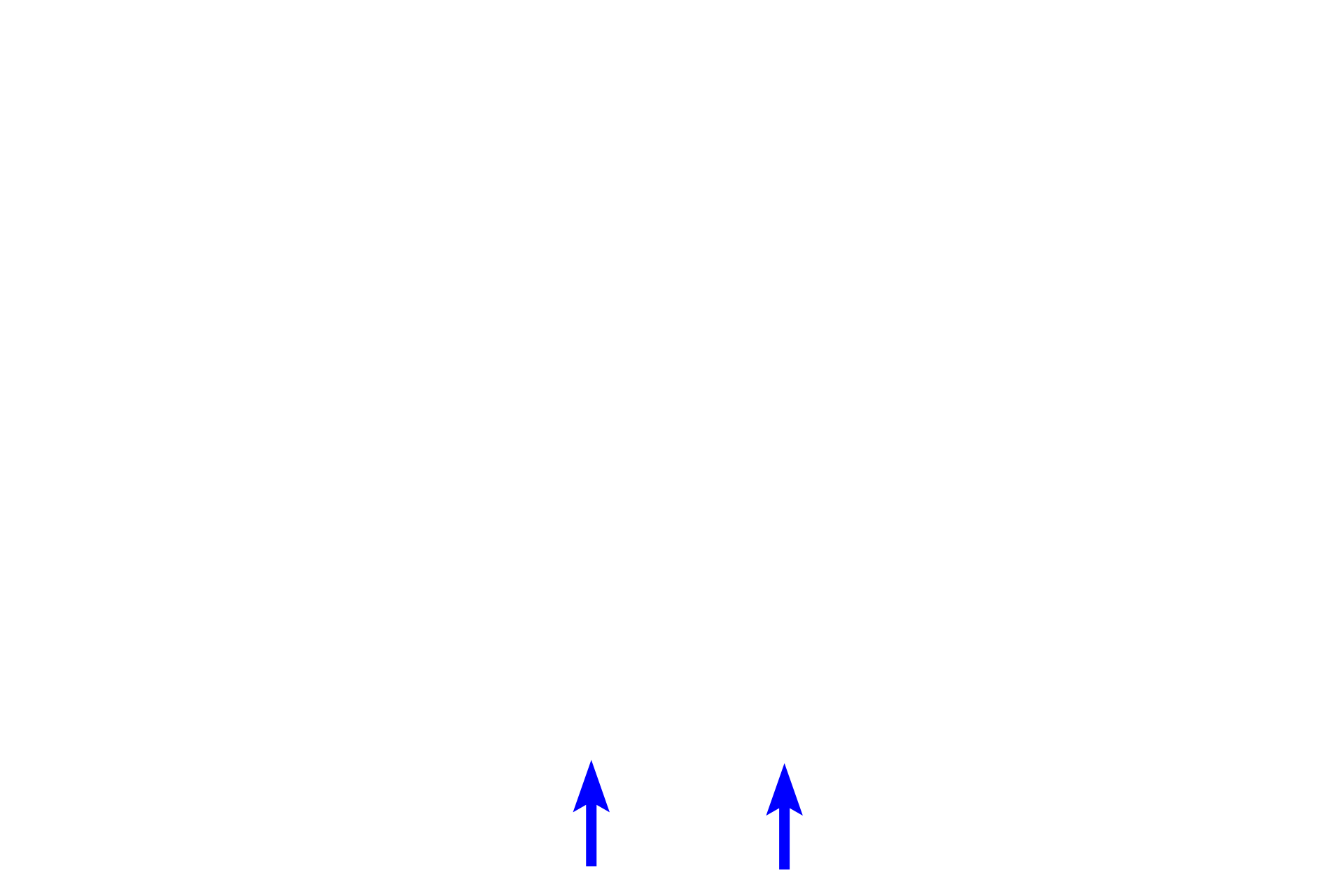  - Cervical loop <p>During the bell stage of tooth development, the enamel organ grows into a bell shape.  Cytodifferentiation of the stem cells in the enamel organ and dental papilla is progressing and the dental lamina begins to degenerate.  This is also the stage when the morphology of the tooth is determined (morphodifferentiation).  The successional lamina is not visible in this section.</p>
