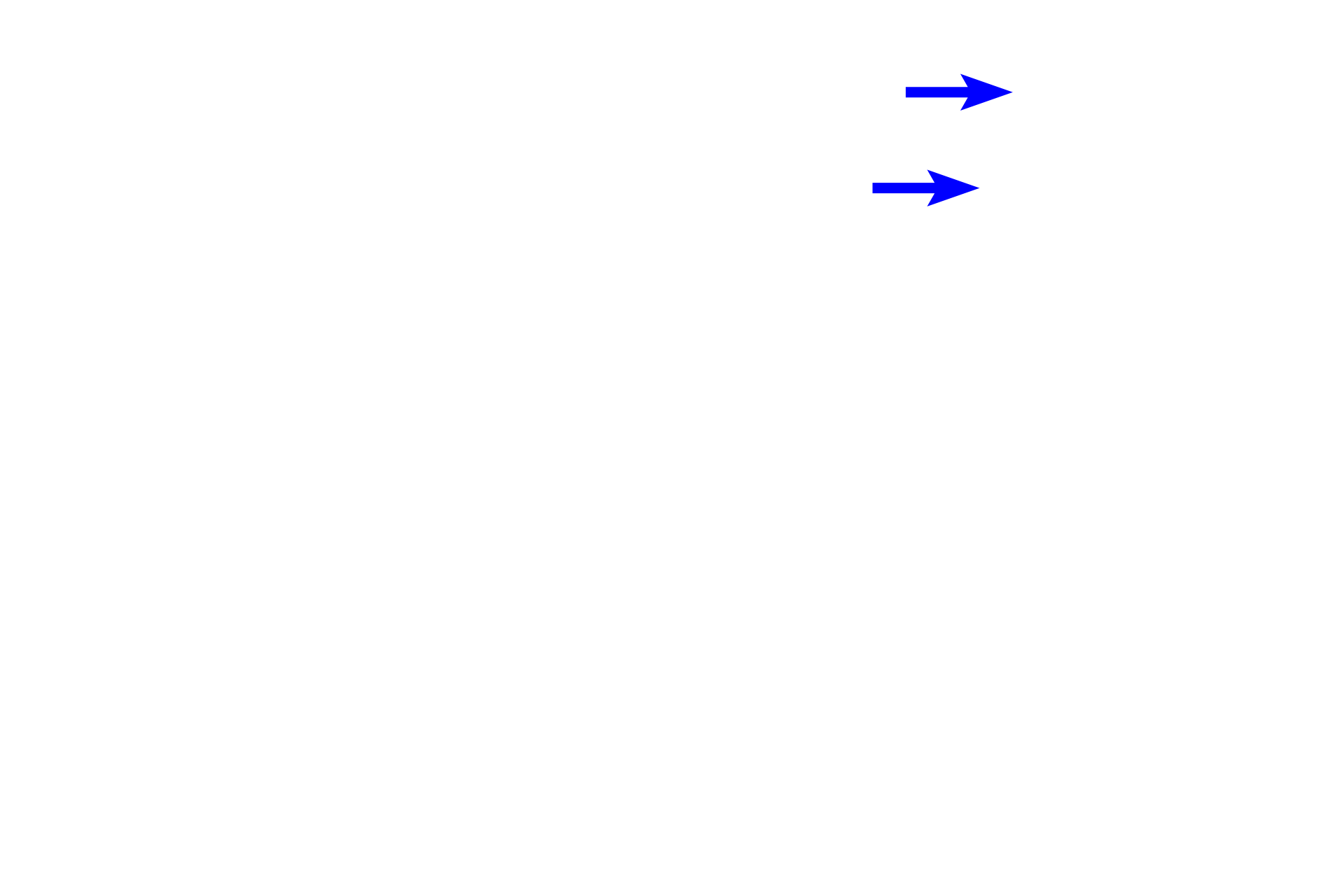 Dental lamina > <p>During the bell stage, the dental lamina extends a successional lamina that forms the permanent (successional) teeth.</p>
