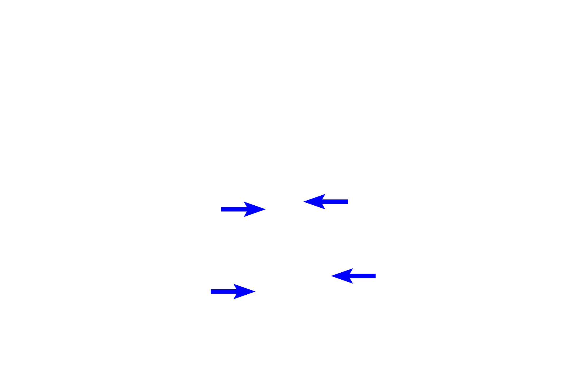  - Inner enamel epithelium <p>During the bell stage of tooth development, the enamel organ grows into a bell shape.  Cytodifferentiation of the stem cells in the enamel organ and dental papilla is progressing and the dental lamina begins to degenerate.  This is also the stage when the morphology of the tooth is determined (morphodifferentiation).  The successional lamina is not visible in this section.</p>
