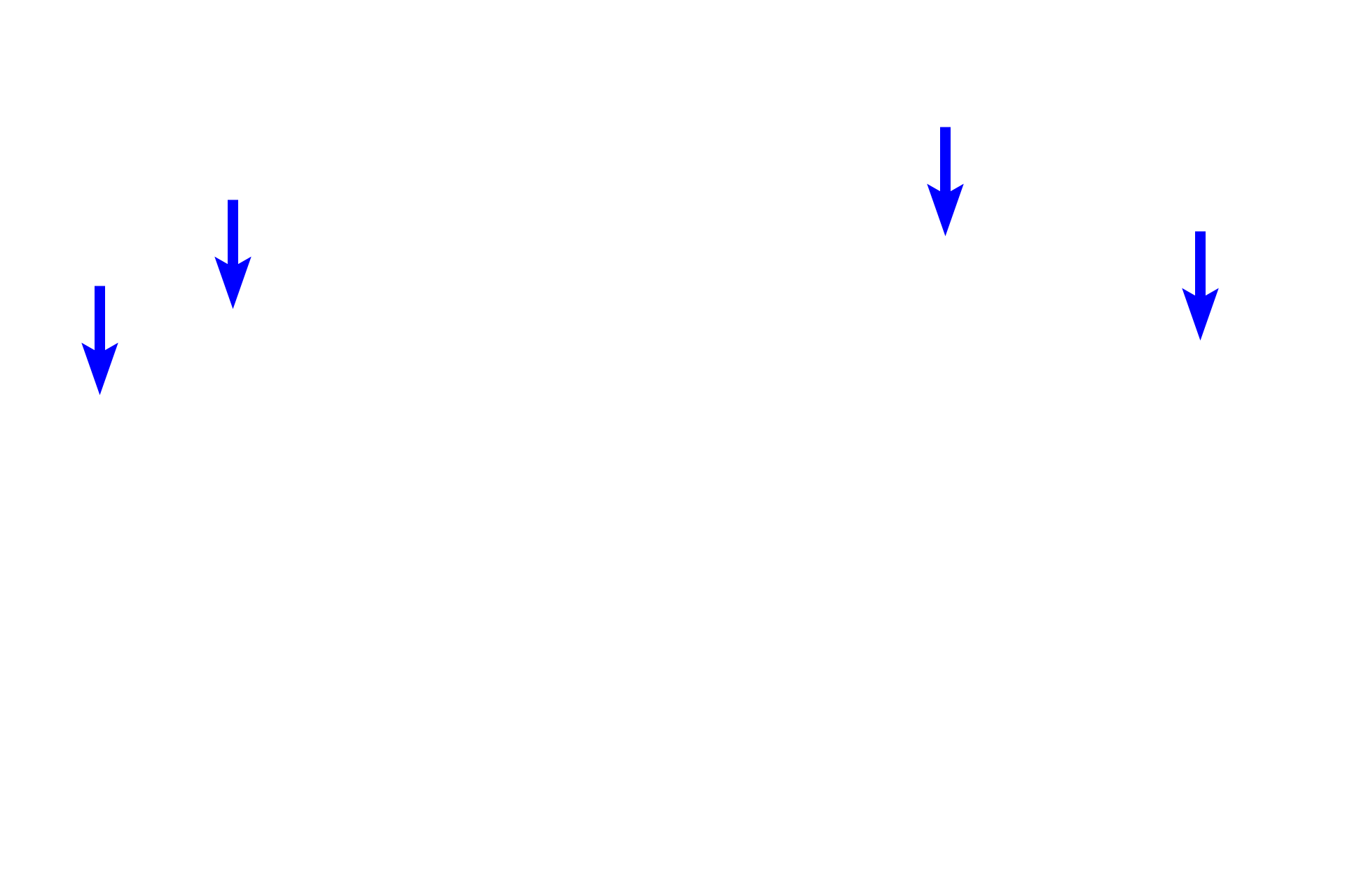 Outer enamel epithelium >  <p>The outer enamel epithelium consists of cuboidal ectodermal cells that form the outer surface of the enamel organ. </p>
