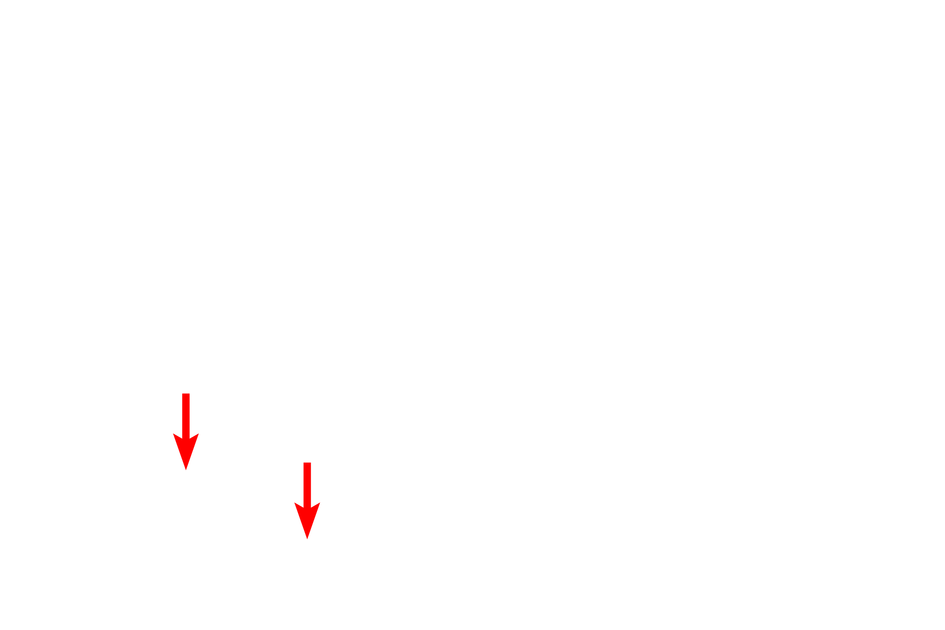 - Ducts of glands <p>A trichrome stain of the mucosa and submucosa of the esophagus emphasizes the different tissues present. In this region the muscularis mucosae is incomplete, consisting of islands of smooth muscle, rather than a continuous layer. The longitudinal fold, with a core of submucosa, would flatten during expansion of the esophagus during food transport. 40x</p>