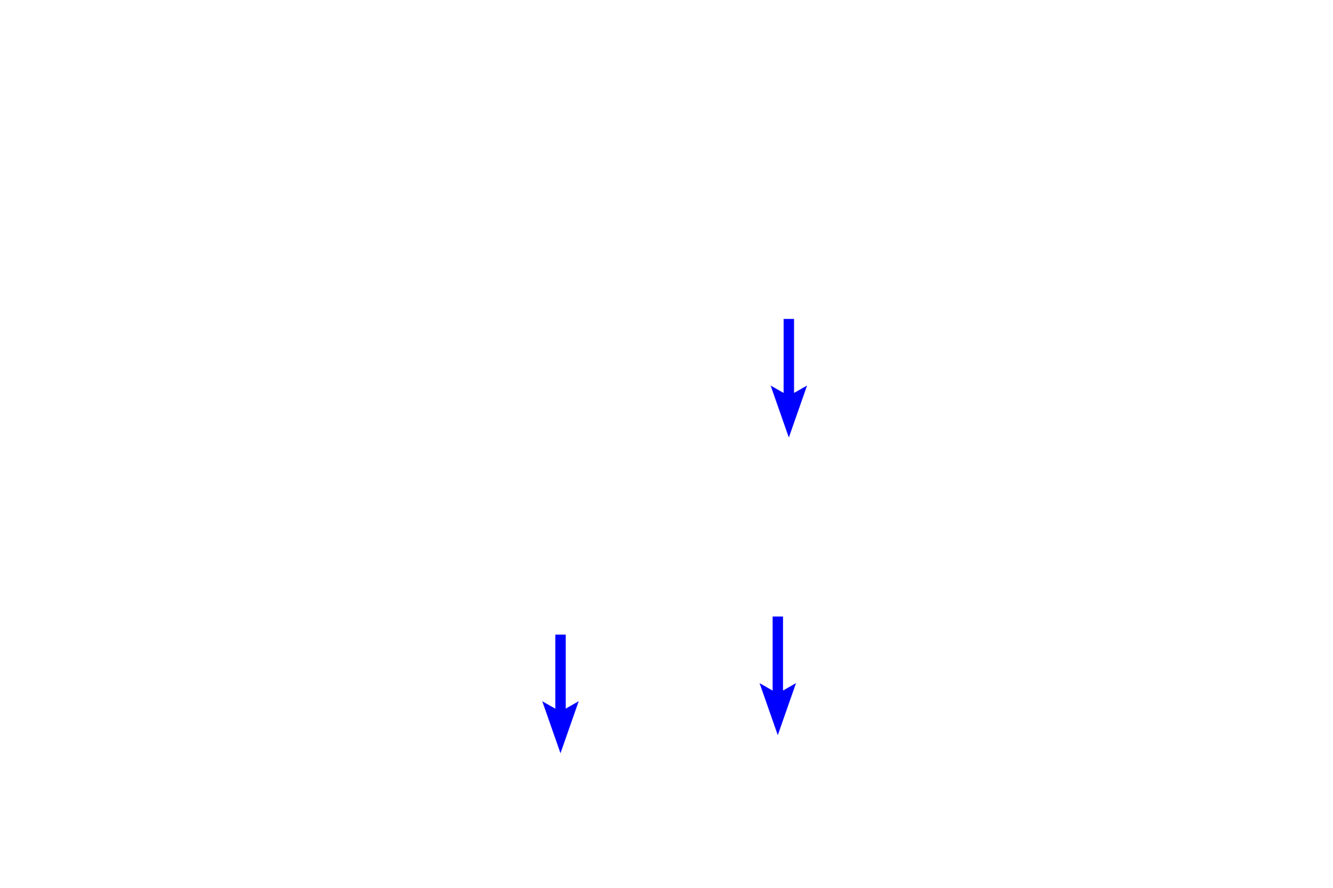 - Periosteal collar (primary center of ossification) <p>The process of endochondral bone formation requires both intramembranous and endochondral processes. Endochondral ossification begins with a hyaline-cartilage template that is gradually replaced by an encircling cylinder of bone (periosteal collar) between the epiphyses. This bone is laid down by intramembranous ossification and represents the primary center of ossification. Thereafter, the bone grows in length by addition of bone to the ends of the collar by endochondral ossification at the epiphyseal plate.</p>