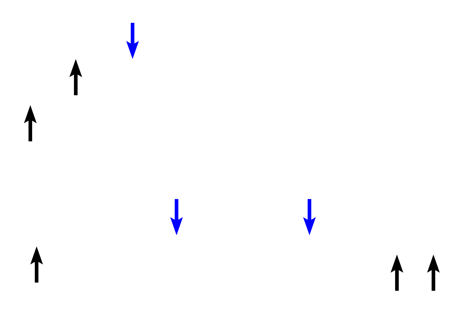 Marrow cavity/spaces > <p>The core of the diaphysis of a long bone is a hollow space (marrow cavity, blue arrows) filled with bone marrow. Spongy bone in the epiphyses and metaphases contains numerous small spaces (black arrows). At birth all these bony spaces are filled with red marrow, consisting of myeloid (hemopoietic tissue), that produces red and white blood cells. By age 25, red marrow in the diaphysis is replaced by yellow marrow, consisting of adipose connective tissue with limited myeloid tissue.</p>