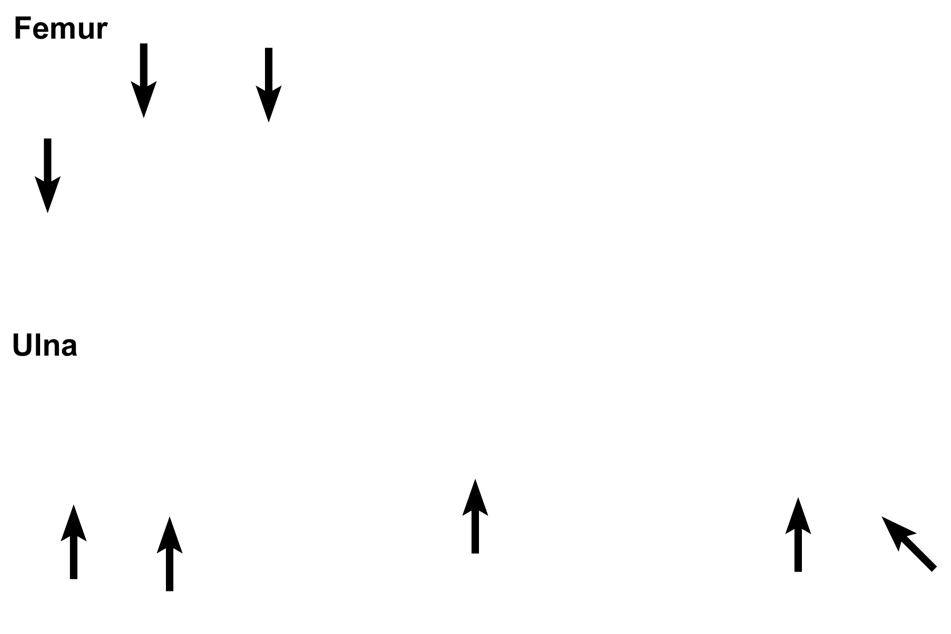 Spongy bone > <p>Spongy (cancellous) bone lines the interior of a bone, fills the epiphyseal and metaphyseal regions of long bones, and lines the marrow cavity in diaphysis.</p>
