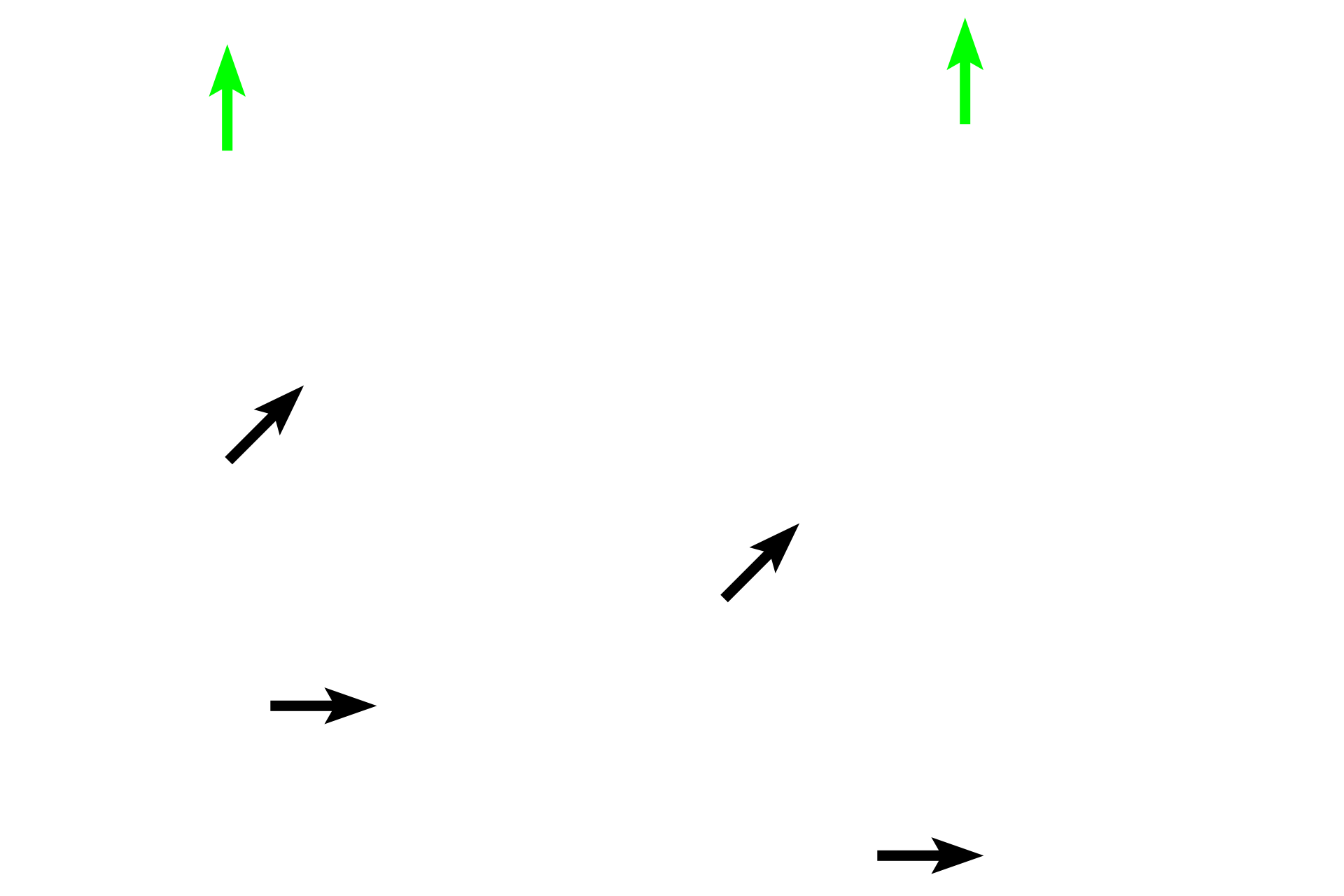 Compact bone <p>Grossly, the bone tissue has two different appearances: compact and spongy. Compact (cortical) bone appears as a solid mass to the naked eye. This bone comprises the shafts of long bones and forms a peripheral layer over all bones, except in regions of articular cartilages. Spongy (cancellous) bone is found in the interior and resembles a sponge to the naked eye. It consists of a network of bony spicules or trabeculae, enclosing small marrow spaces. Spongy bone is present in the epiphyses and lining the interior of the diaphysis. 1x, 10x </p>