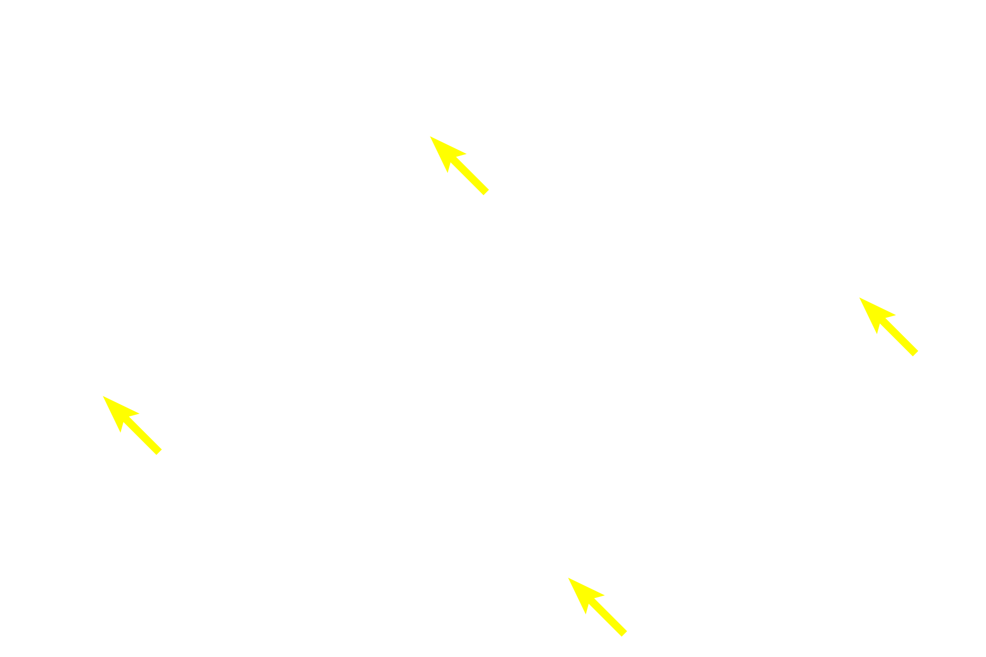- Haversian canals <p>Lamellar (mature) bone is organized in lamellae with orderly arranged, flattened lacunae between them. This organization gives lamellar bone more strength. In the bone shown here, the lamellae are arranged as cylindrical structures called Haversian systems or osteons with a central Haversian canal. This canal is lined by an endosteum and contains one or more blood vessels. On the surface of bones, these lamellae are arranged as flattened plates.</p>