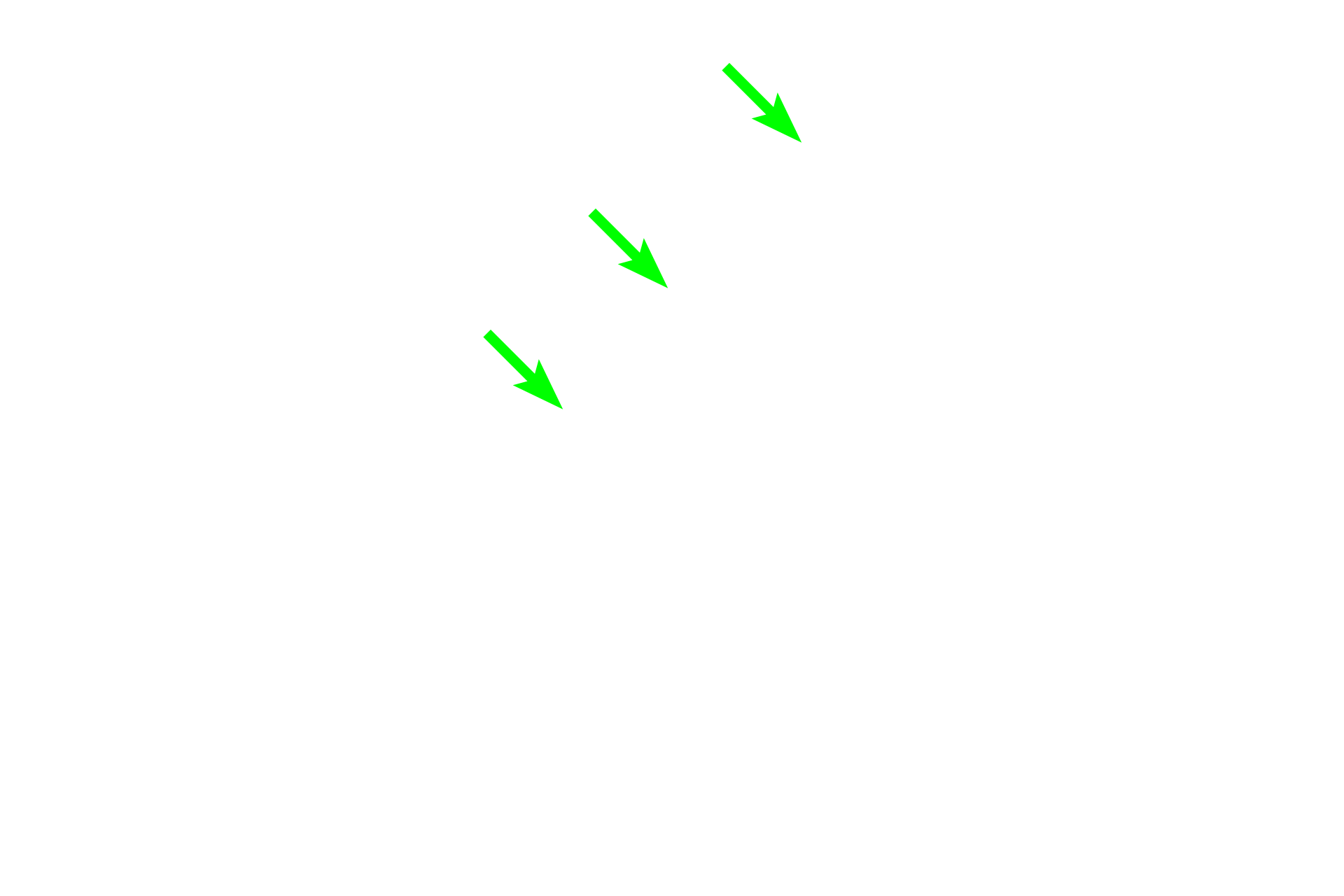 Bone-lining cells > <p>Bone-lining cells are present on the surface of bone where no active growth or resorption is occurring. They are highly flattened cells and are thought to provide maintenance and nutritional support for osteocytes and may have osteoprogenitor capacity.</p>