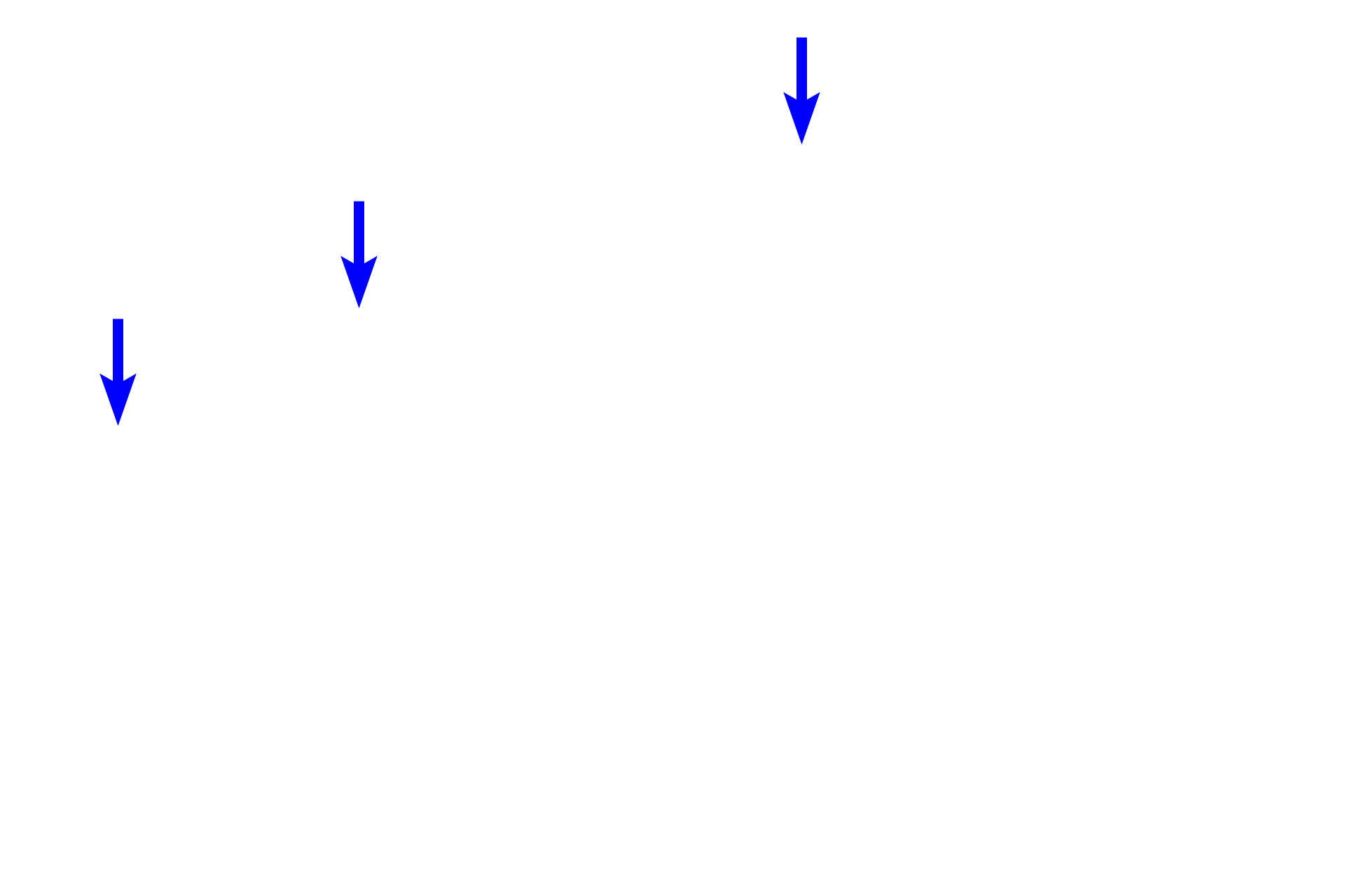 Osteoblasts <p>Bone cells function to produce bone (osteoblasts), maintain bone (osteocytes) and degrade bone (osteoclasts). Each of these cells types is visible in this image of a developing bone spicule. 400x</p>