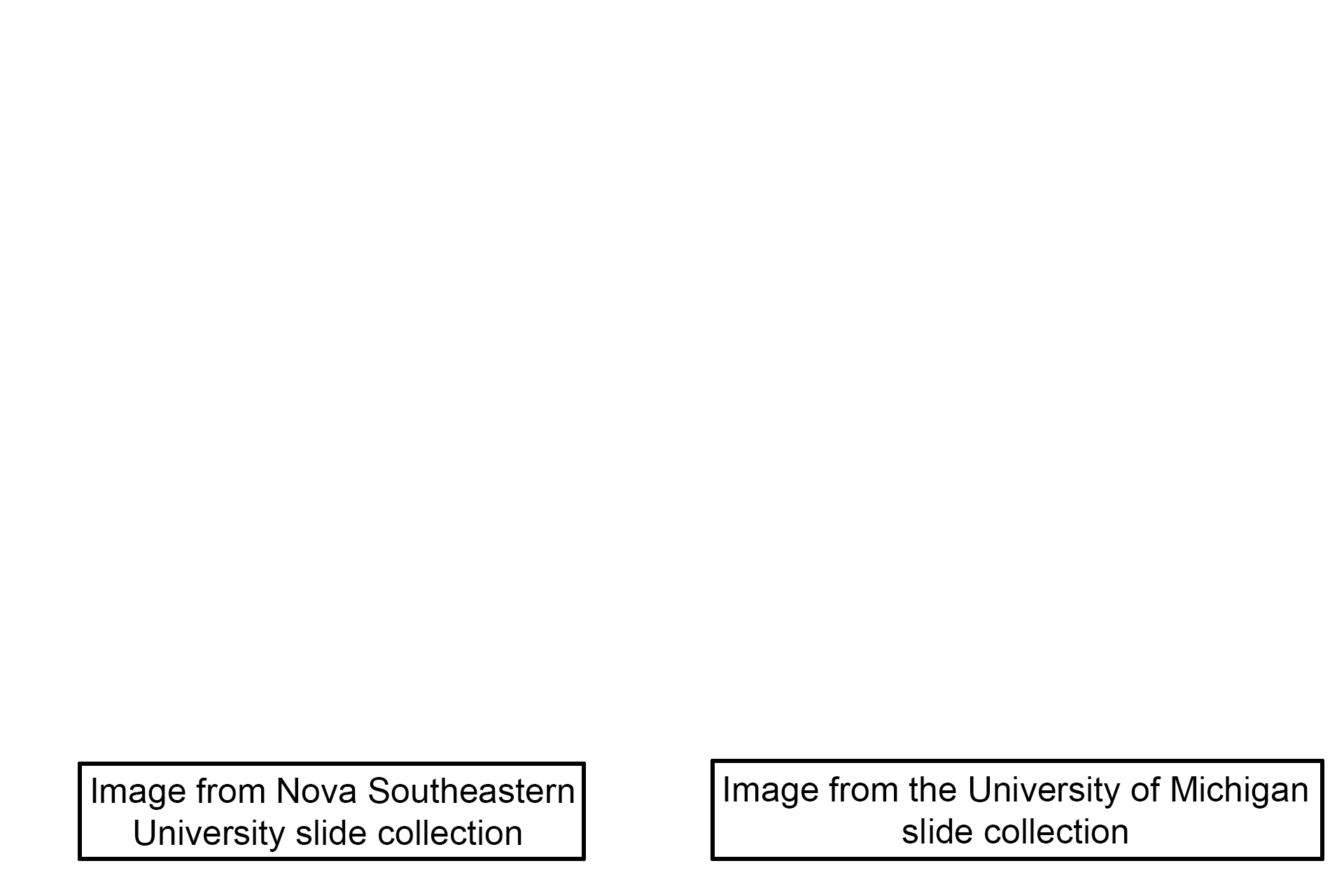 Image credits > <p>Images taken of slides in the Nova Southeastern University and University of Michigan slide collections.</p>