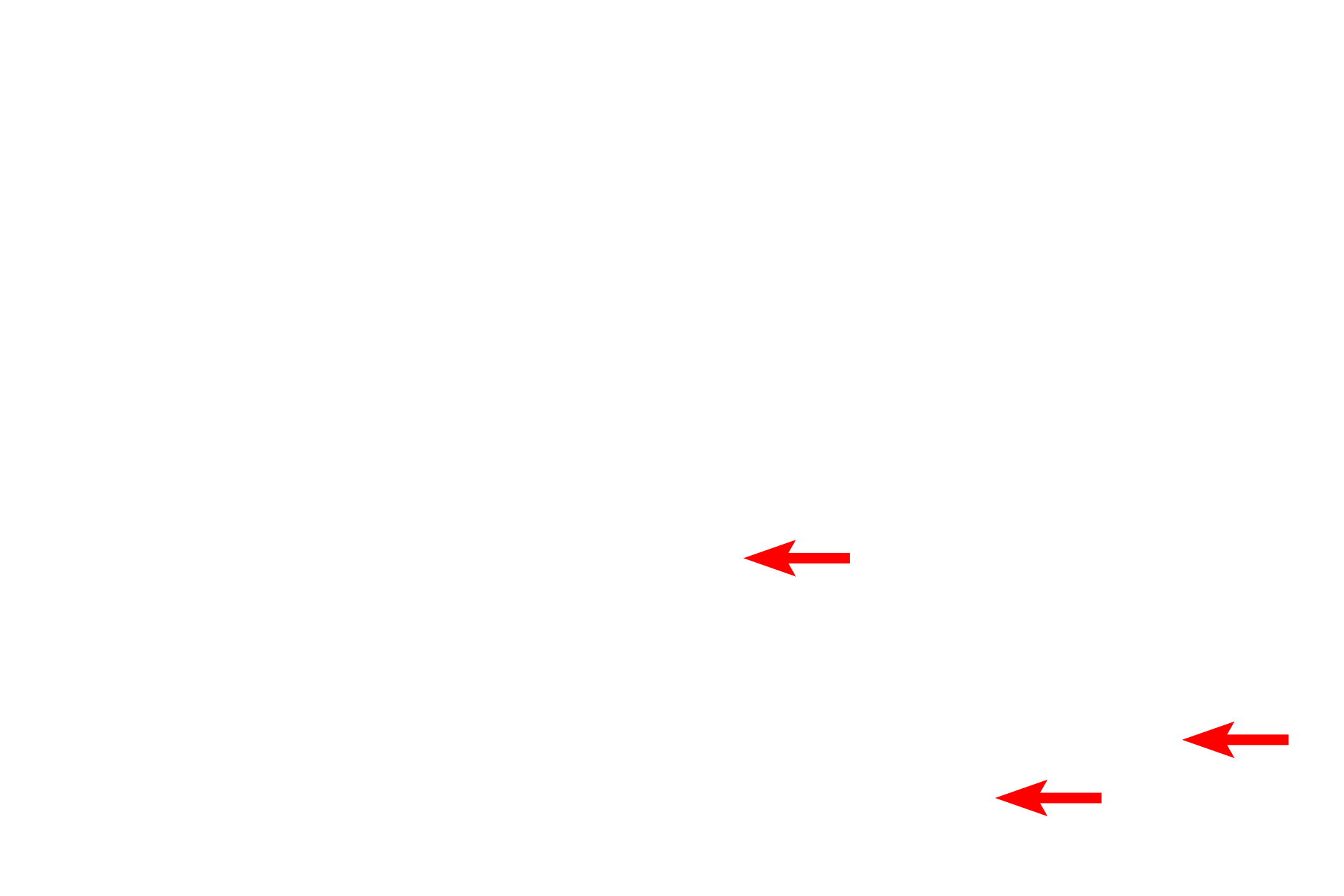 Osteocyte lacunae <p>Compact bone forms the majority of the diaphysis and is seen in cross section of a decalcified bone preparation (above right) and in a ground bone preparation (below right). 200x, 200x</p>