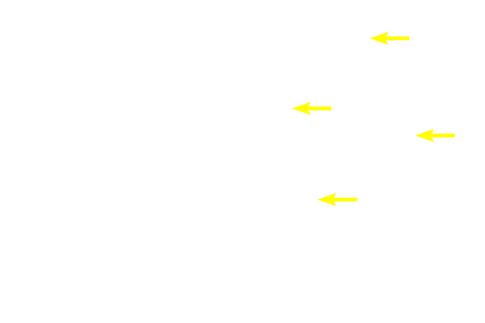 - Sinusoids > <p>Sinusoids are large diameter, thin walled capillaries (discontinuous capillaries). After maturing in the hemopoietic tissue, red and white blood cells migrate into the sinusoids for dispersal throughout the body.</p>