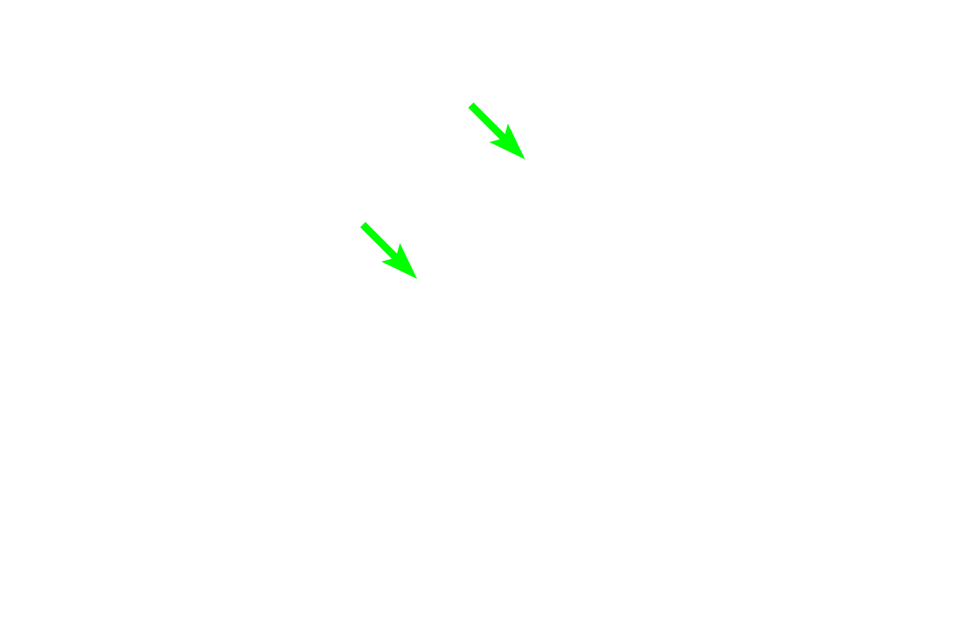 Bone lining cells > <p>Bone lining cells are quiescent, flattened osteoblasts that cover bone surfaces, where neither bone resorption nor bone formation is occurring. They can be induced to proliferate and differentiate into osteoblasts and may also represent a source of “determined” osteogenic precursors. Bone lining cells maintain bone remodeling and mineral homeostasis.</p>