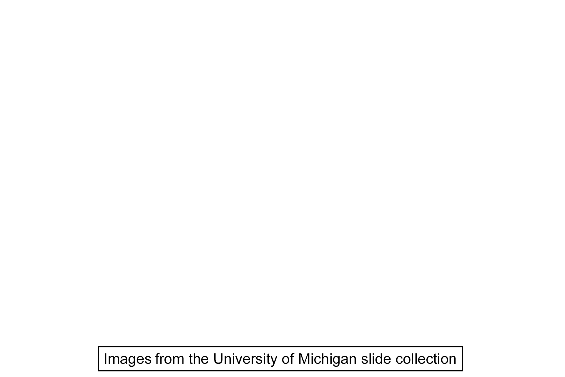 Image source > <p>Images was taken of a slide in the University of Michigan collection.</p>