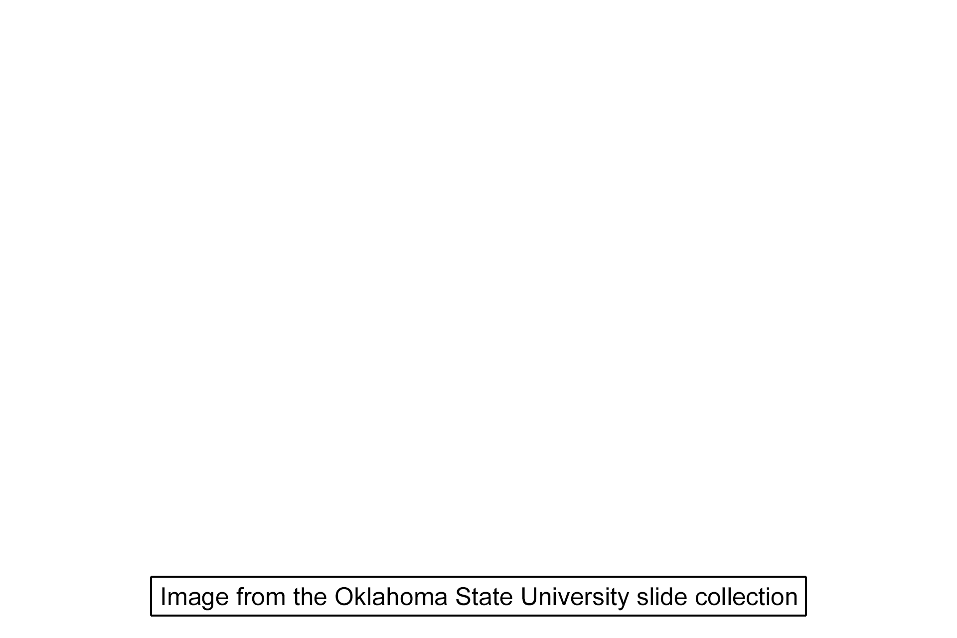 Image source > <p>This image was taken of a slide in the Oklahoma State University collection.</p>
