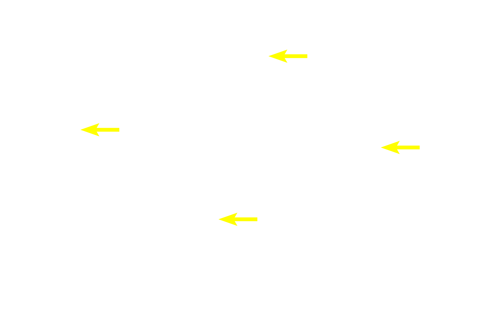 Glands <p>Diffuse lymphoid tissue is located in the lamina propria of the mucosa, where it filters tissue fluid percolating through the connective tissue. As such, it forms part of MALT (mucosa-associated lymphoid tissue). Pyloric stomach, 200x</p>
