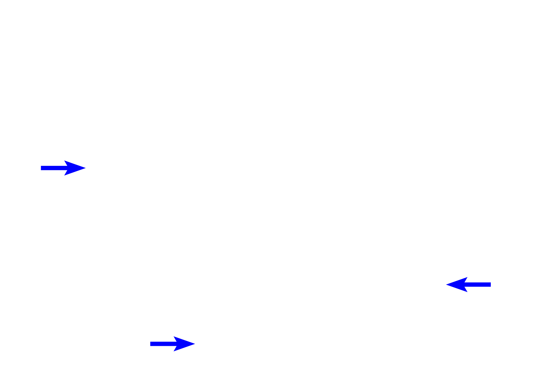 Serosa <p>The appendix is a narrow, blind-ended tube attached to the cecum, the initial region of the large intestine. Though considered a portion of the tubular digestive tract, the lamina propria of the appendix is heavily infiltrated with lymphoid tissue forming numerous secondary nodules. As such, the appendix is an important component of the mucosal immune system. 40x</p>
