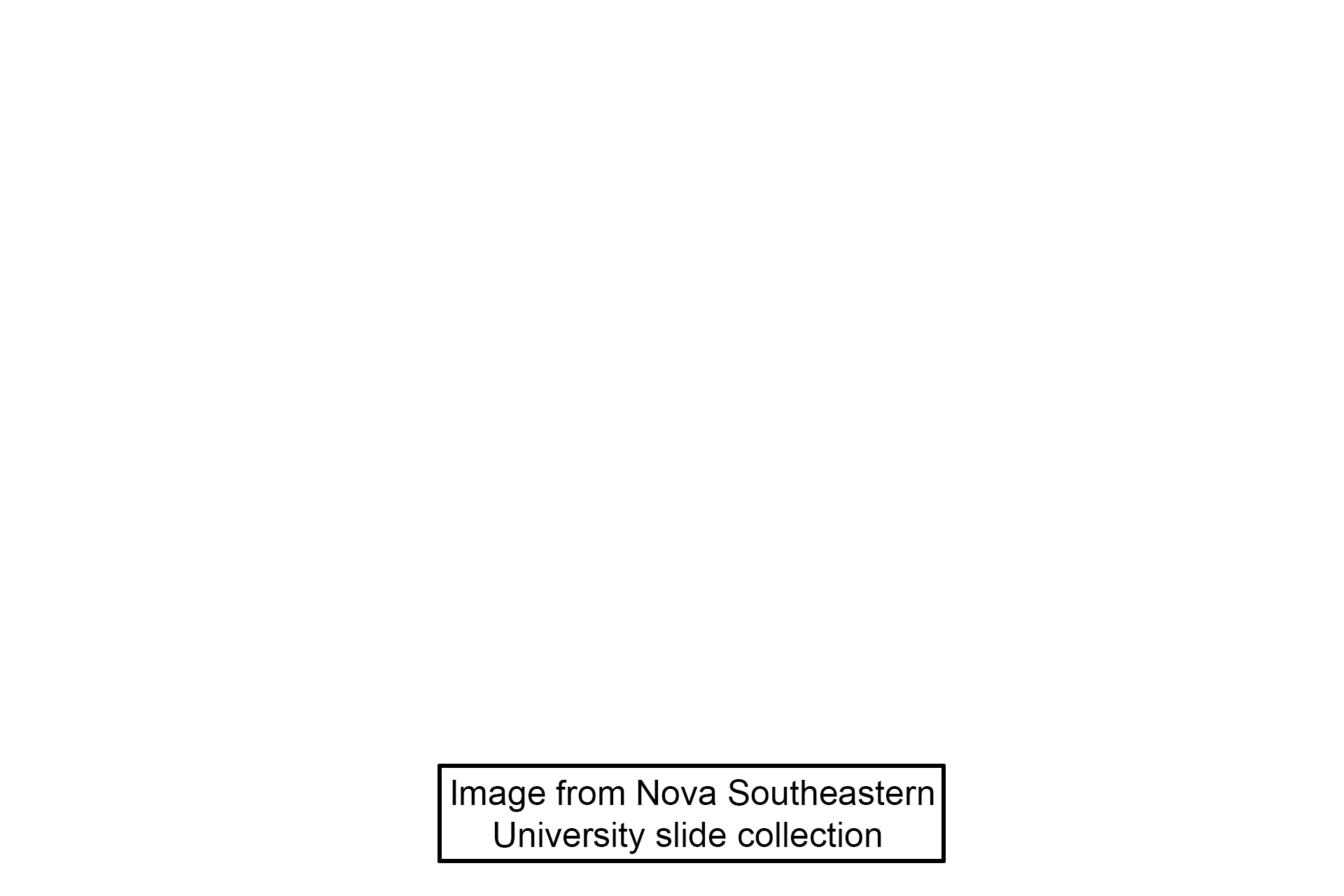 Image credit > <p>This image was taken of slide in the Nova Southeastern University collection.</p>
