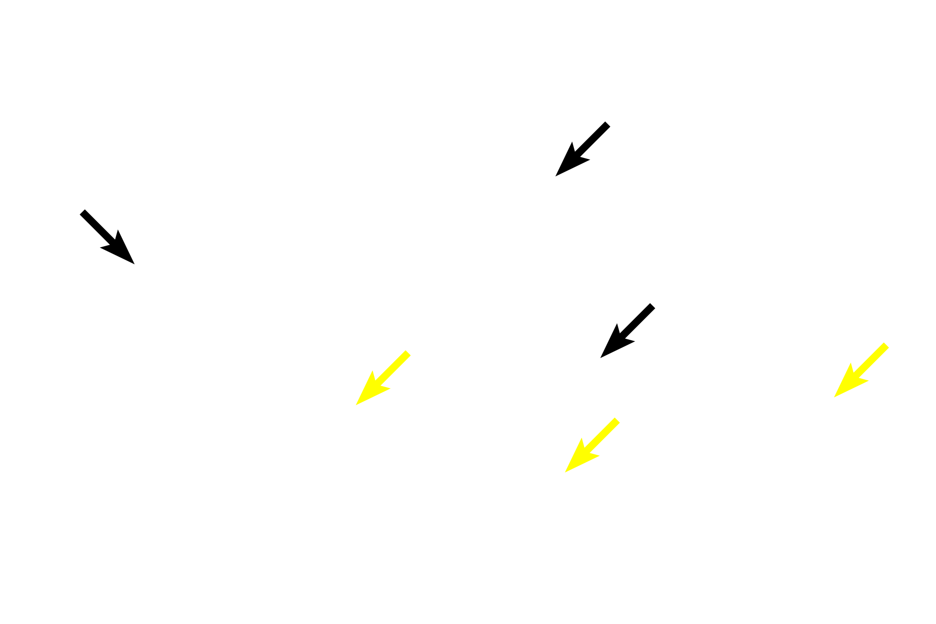  - Lamina propria <p>In the duodenum, seen here, the submucosa also contains a mucus-secreting gland, named Brunner’s gland. This submucosal gland secretes an alkaline mucus that protects the intestinal mucosa from acidic gastric chyme. These glands are most numerous in the proximal regions of the duodenum. 40x </p>
